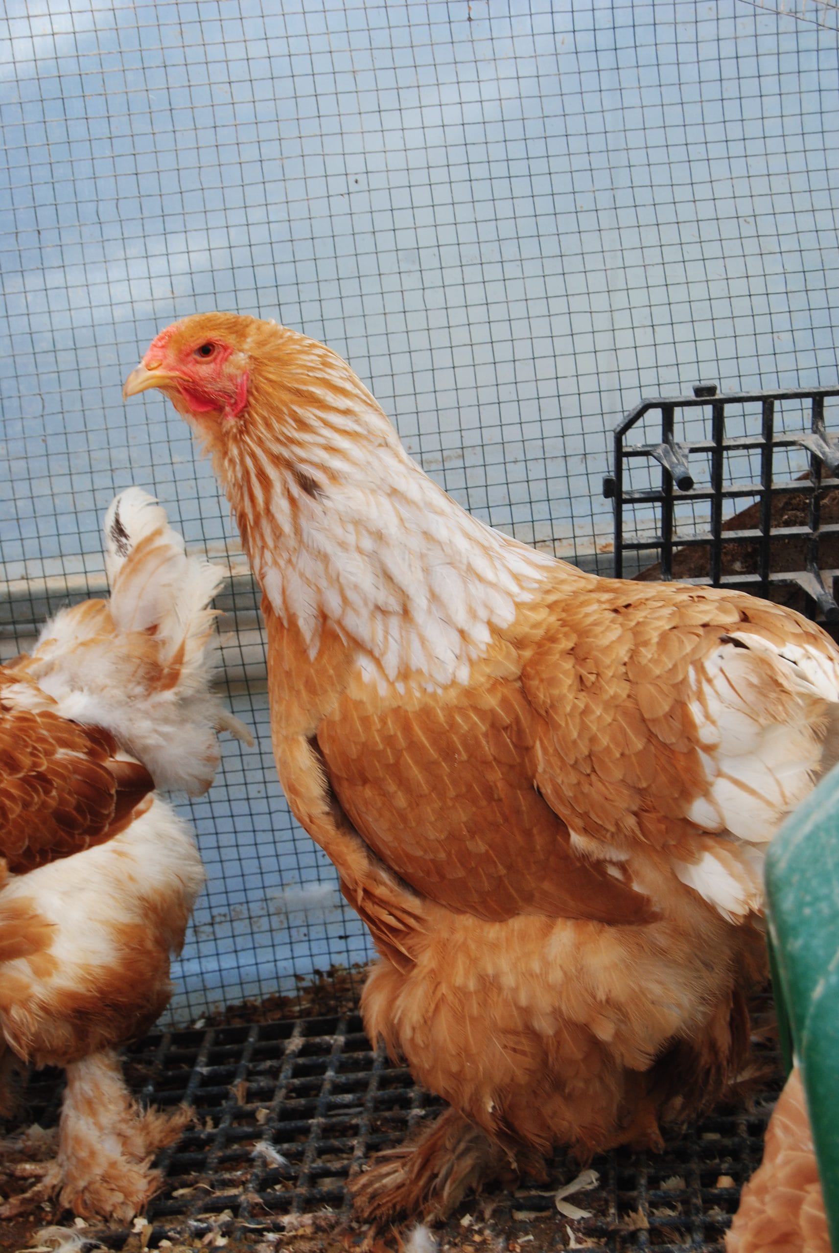 Lemon Pyle Brahma Kuluçkalık Yumurta