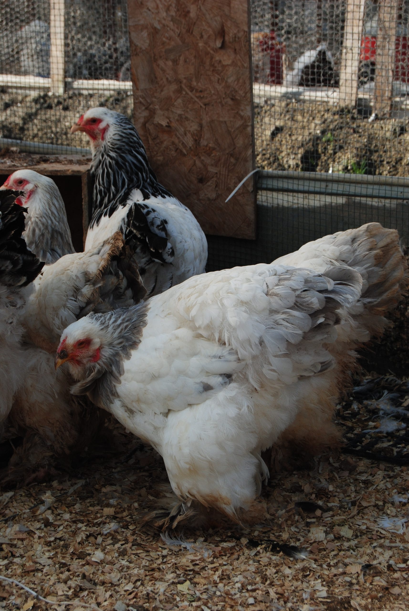 Light Blue Brahma Kuluçkalık Yumurta