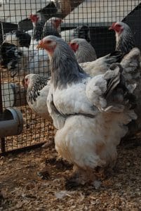 Light Blue Brahma Kuluçkalık Yumurta