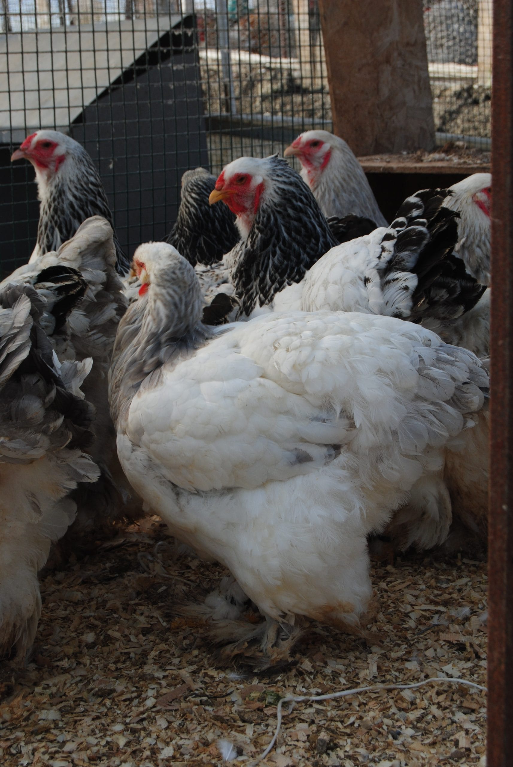 Light Blue Brahma Kuluçkalık Yumurta