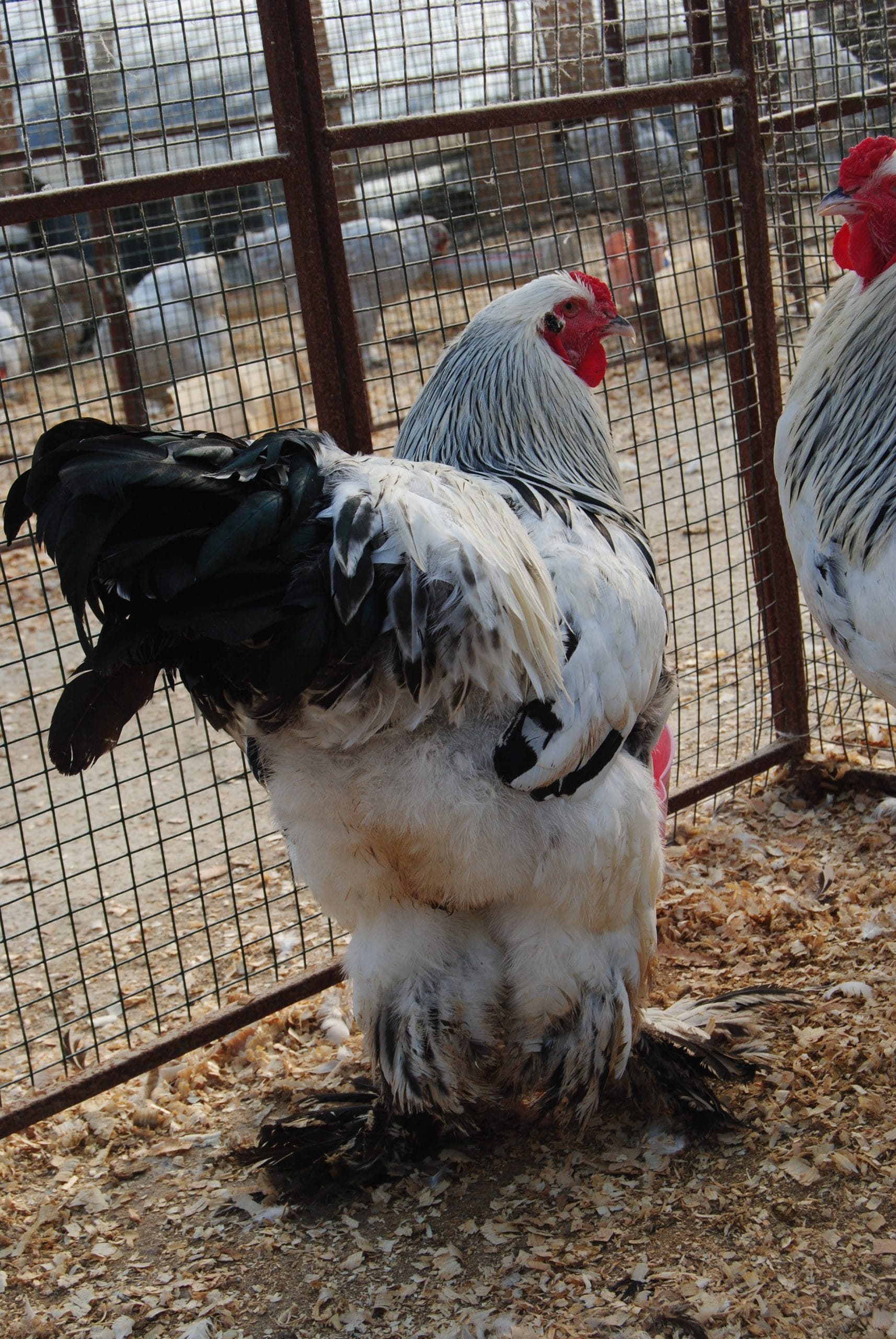 Light Blue Brahma Kuluçkalık Yumurta