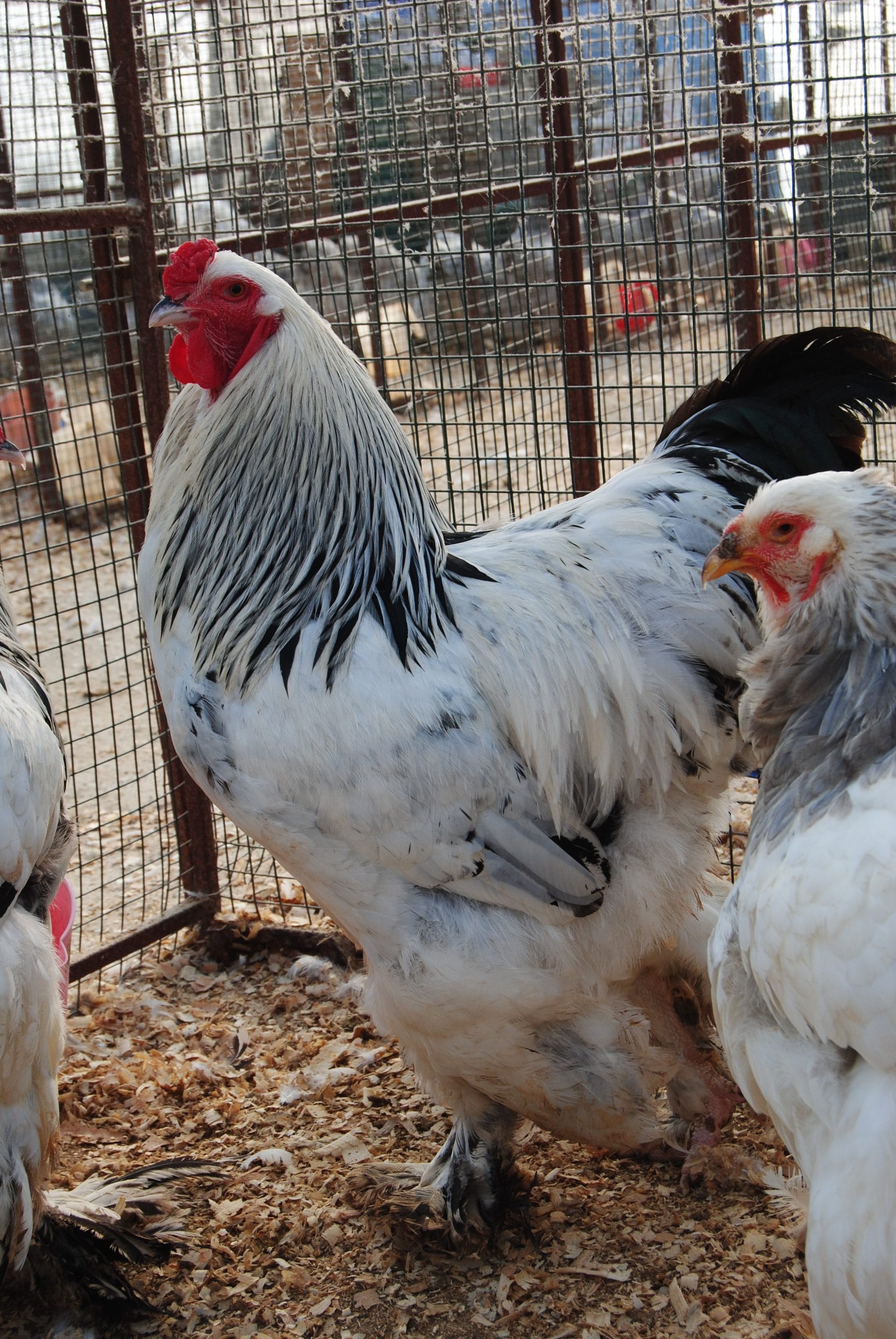 Light Blue Brahma Kuluçkalık Yumurta