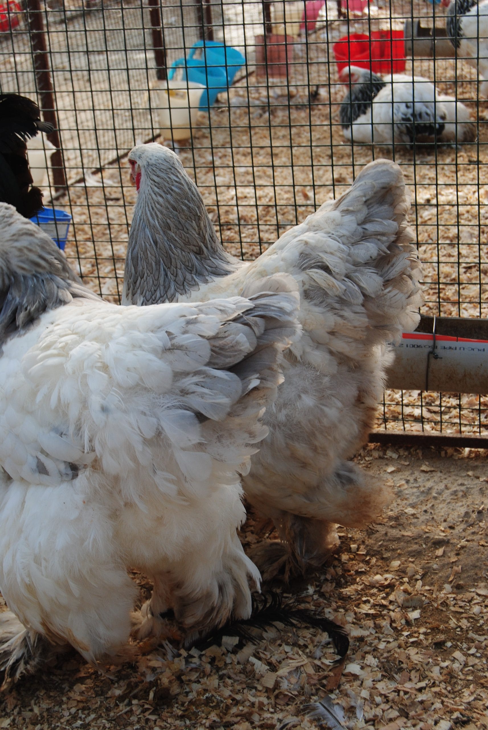 Light Blue Brahma Kuluçkalık Yumurta