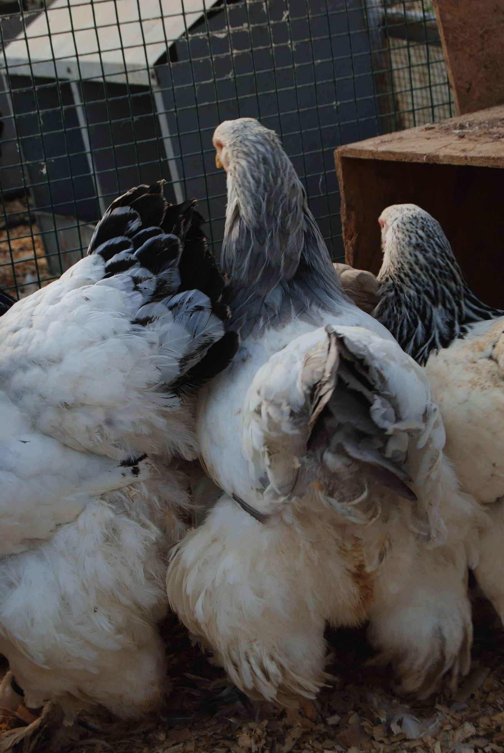 Light Blue Brahma Kuluçkalık Yumurta