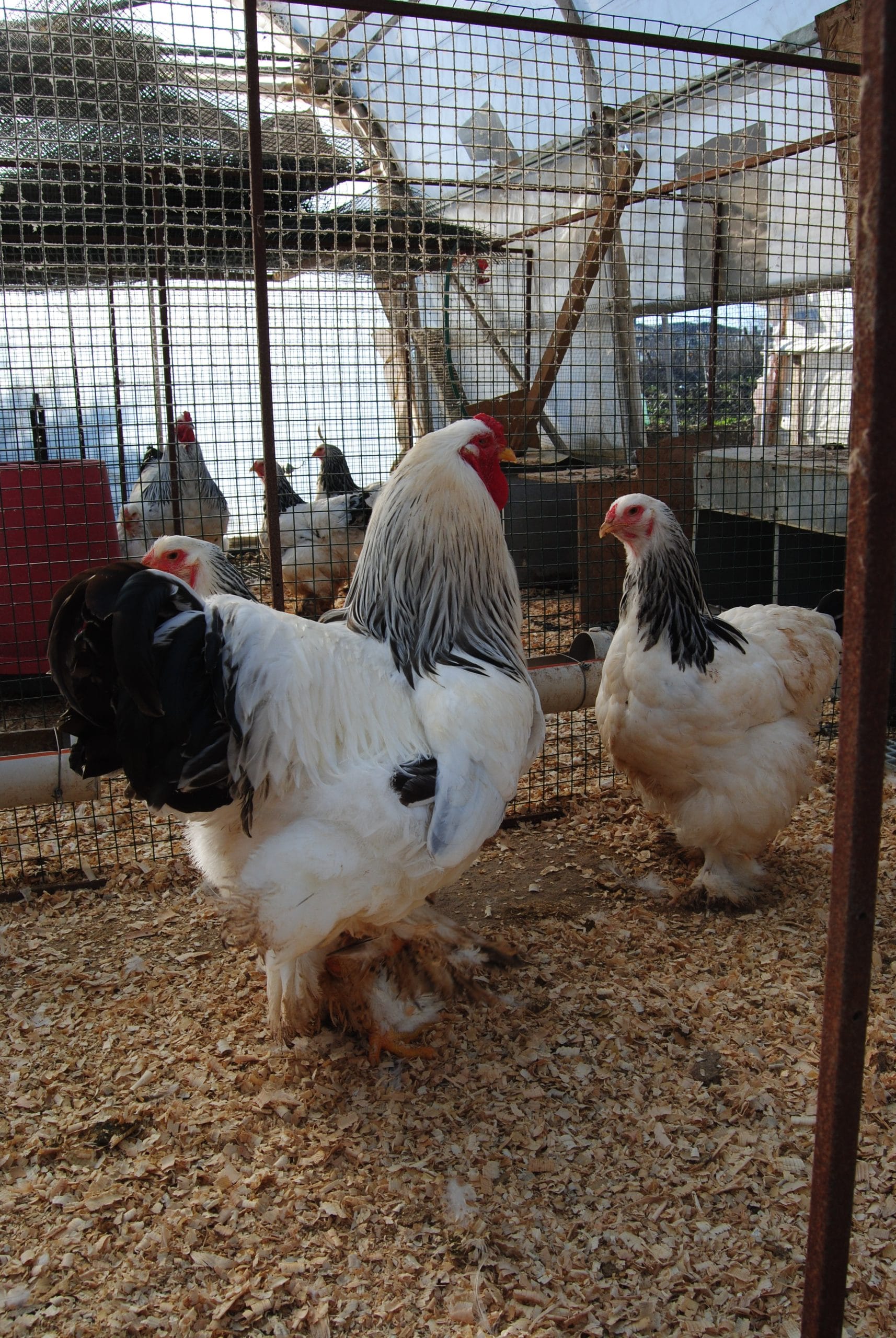 Light Blue Brahma Kuluçkalık Yumurta