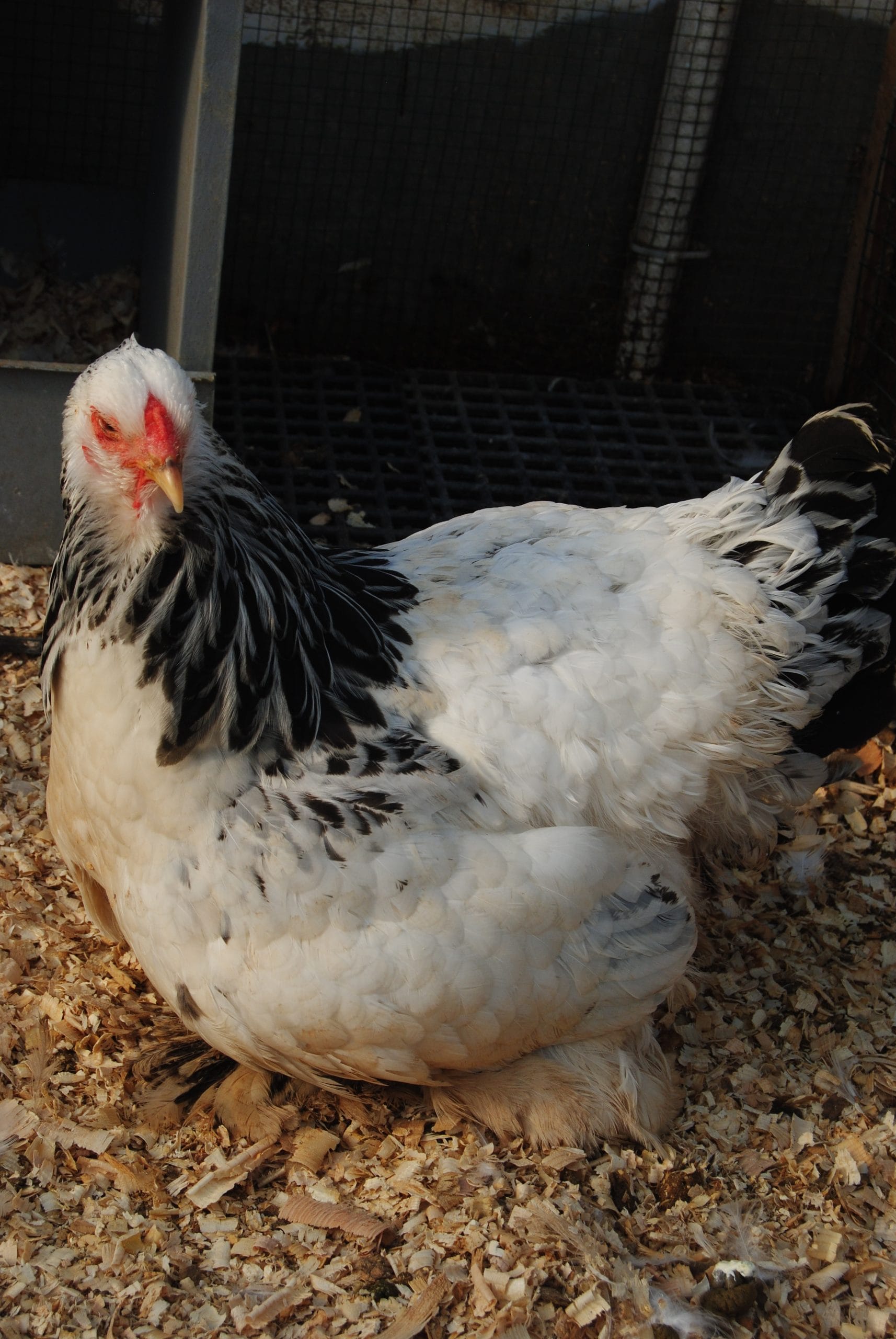 Light Brahma Kuluçkalık Yumurta