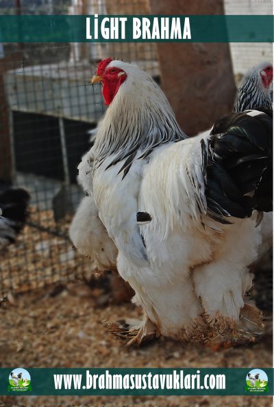 Light Brahma Kuluçkalık Yumurta