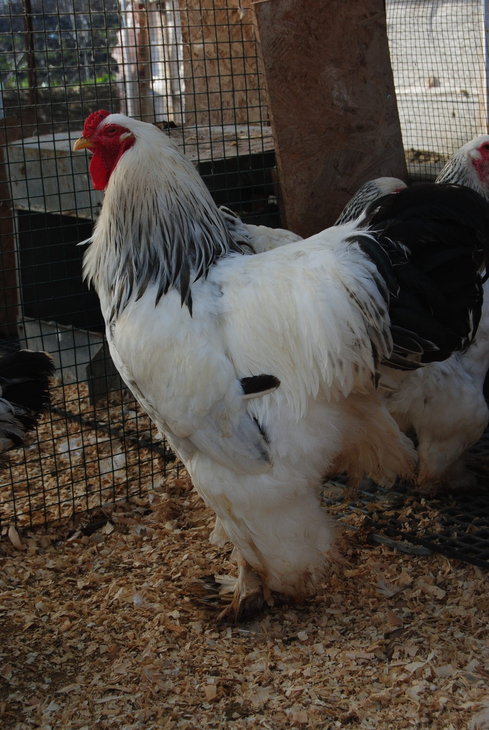 Light Brahma Kuluçkalık Yumurta