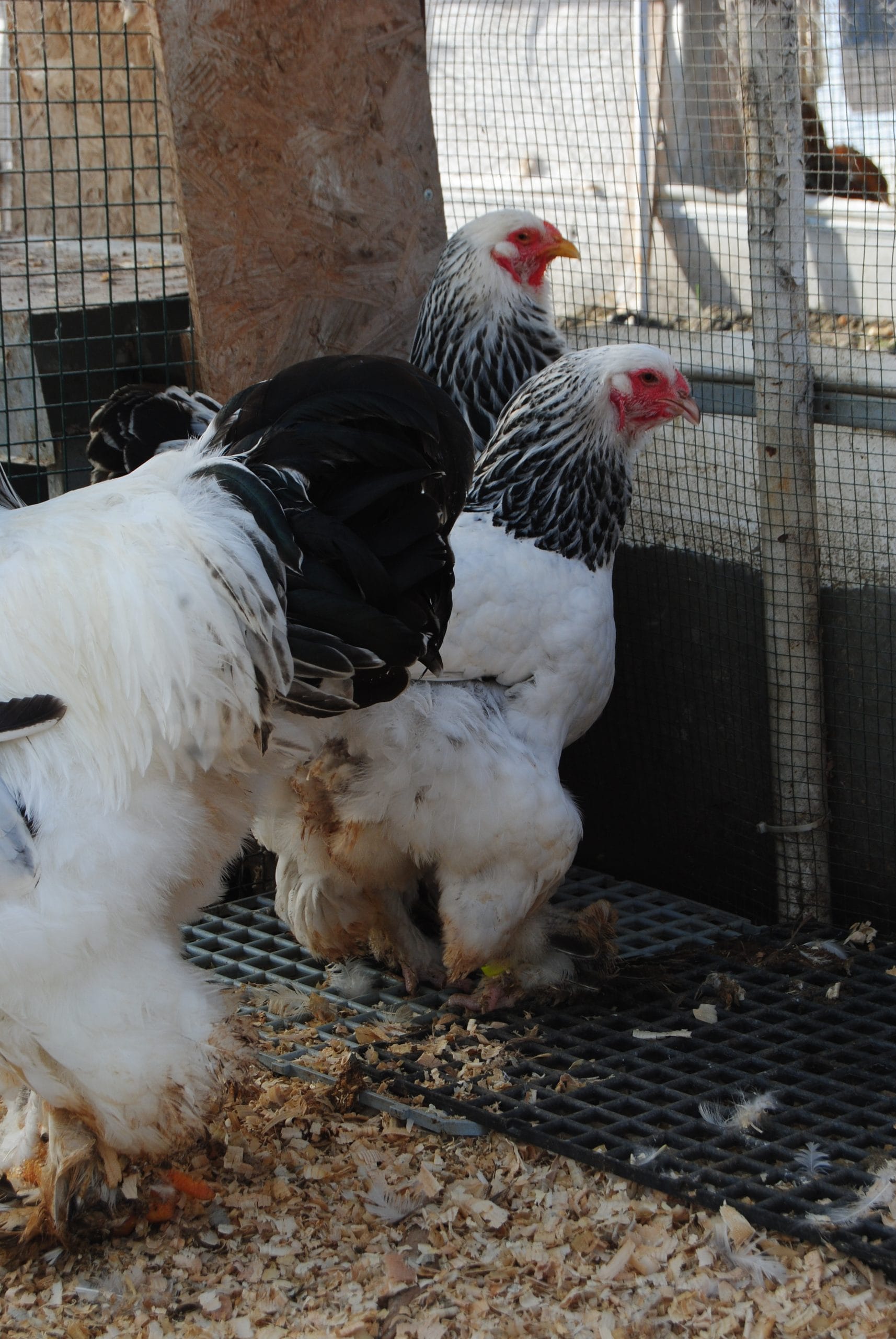 Light Brahma Kuluçkalık Yumurta