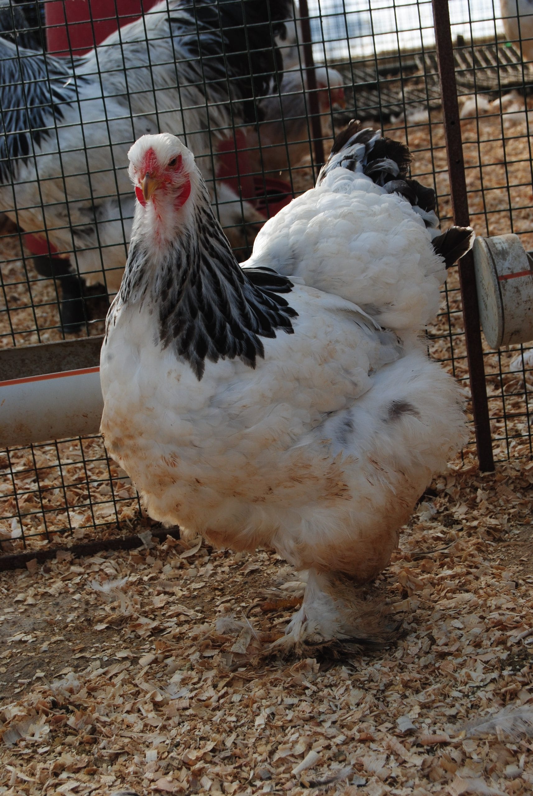 Light Brahma Kuluçkalık Yumurta