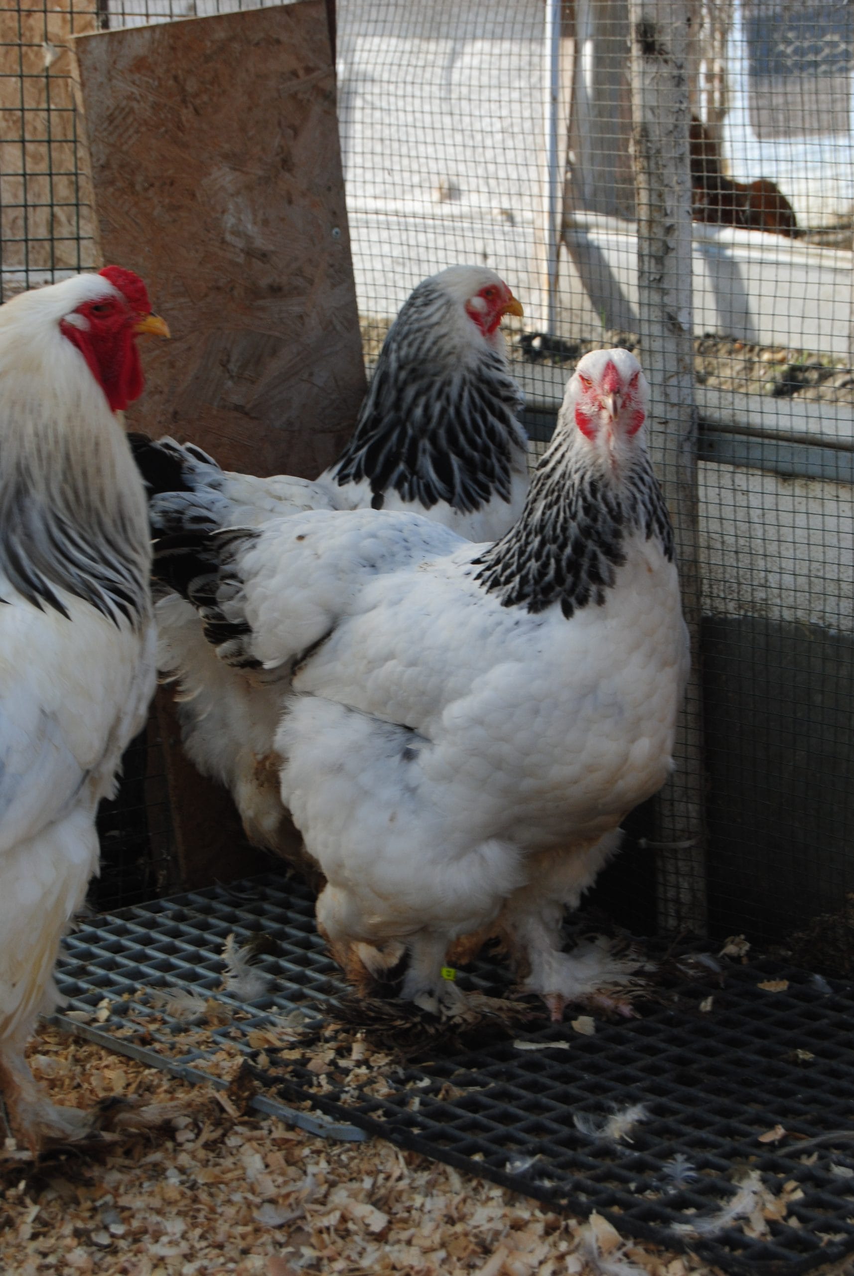 Light Brahma Kuluçkalık Yumurta