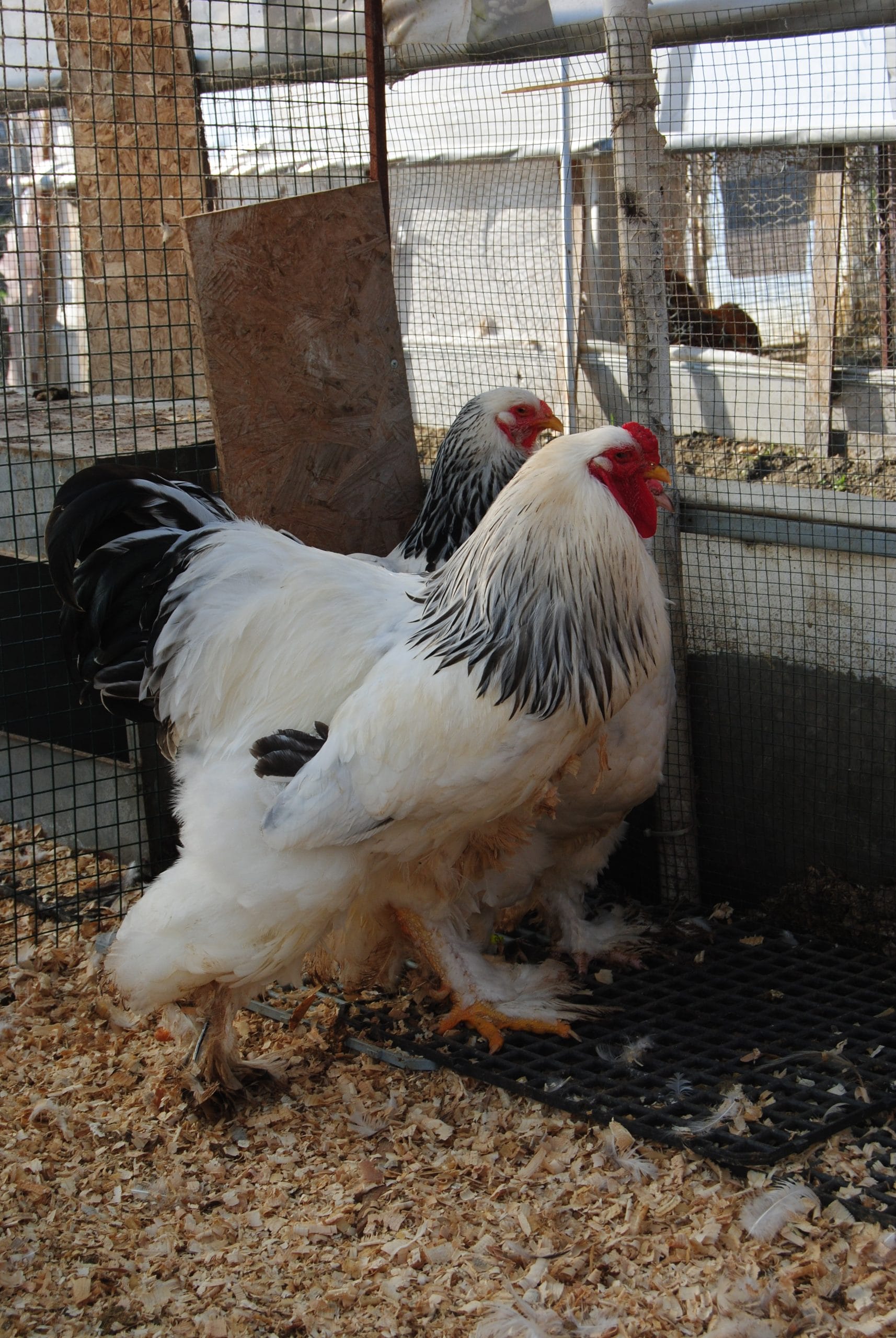 Light Brahma Kuluçkalık Yumurta