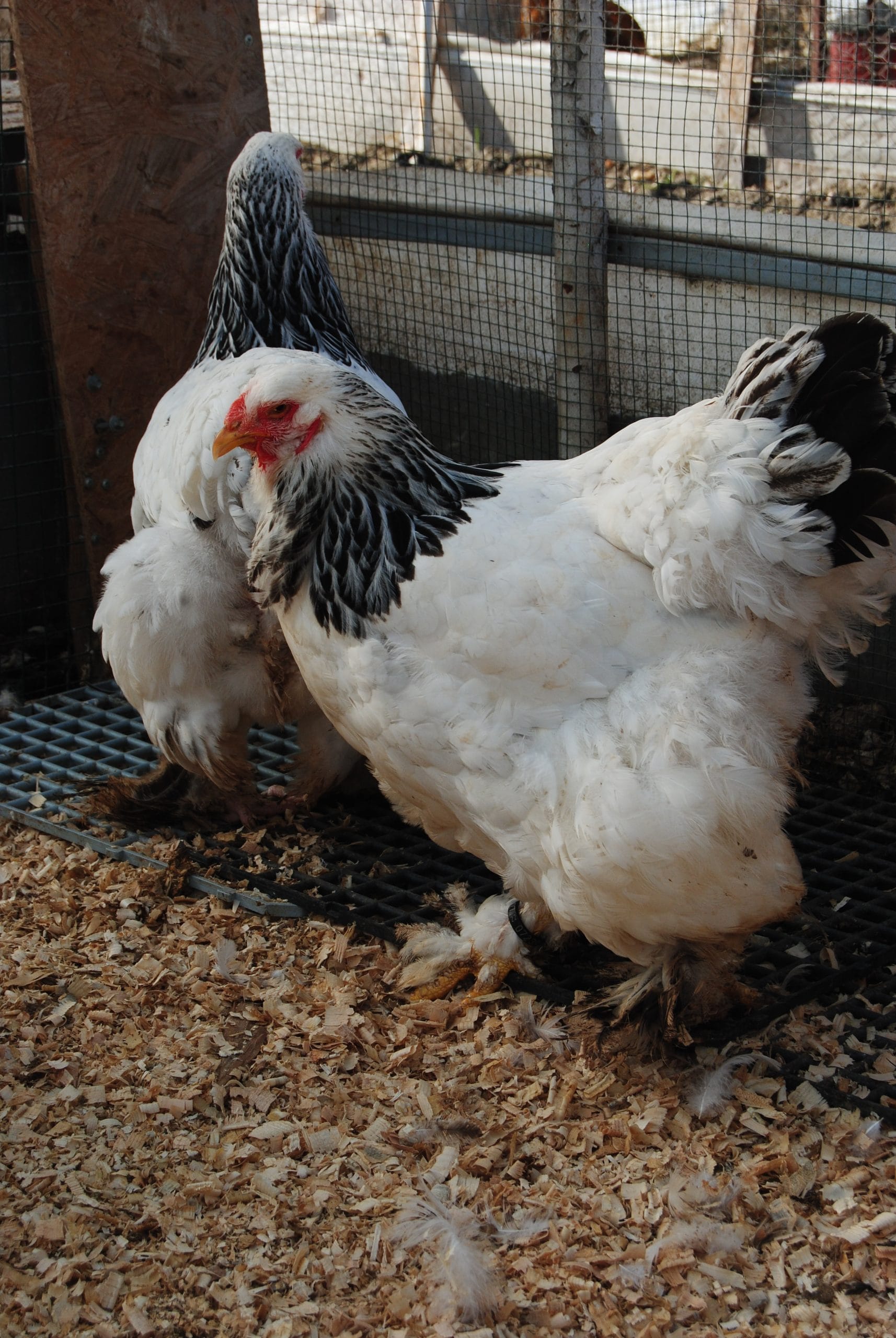 Light Brahma Kuluçkalık Yumurta