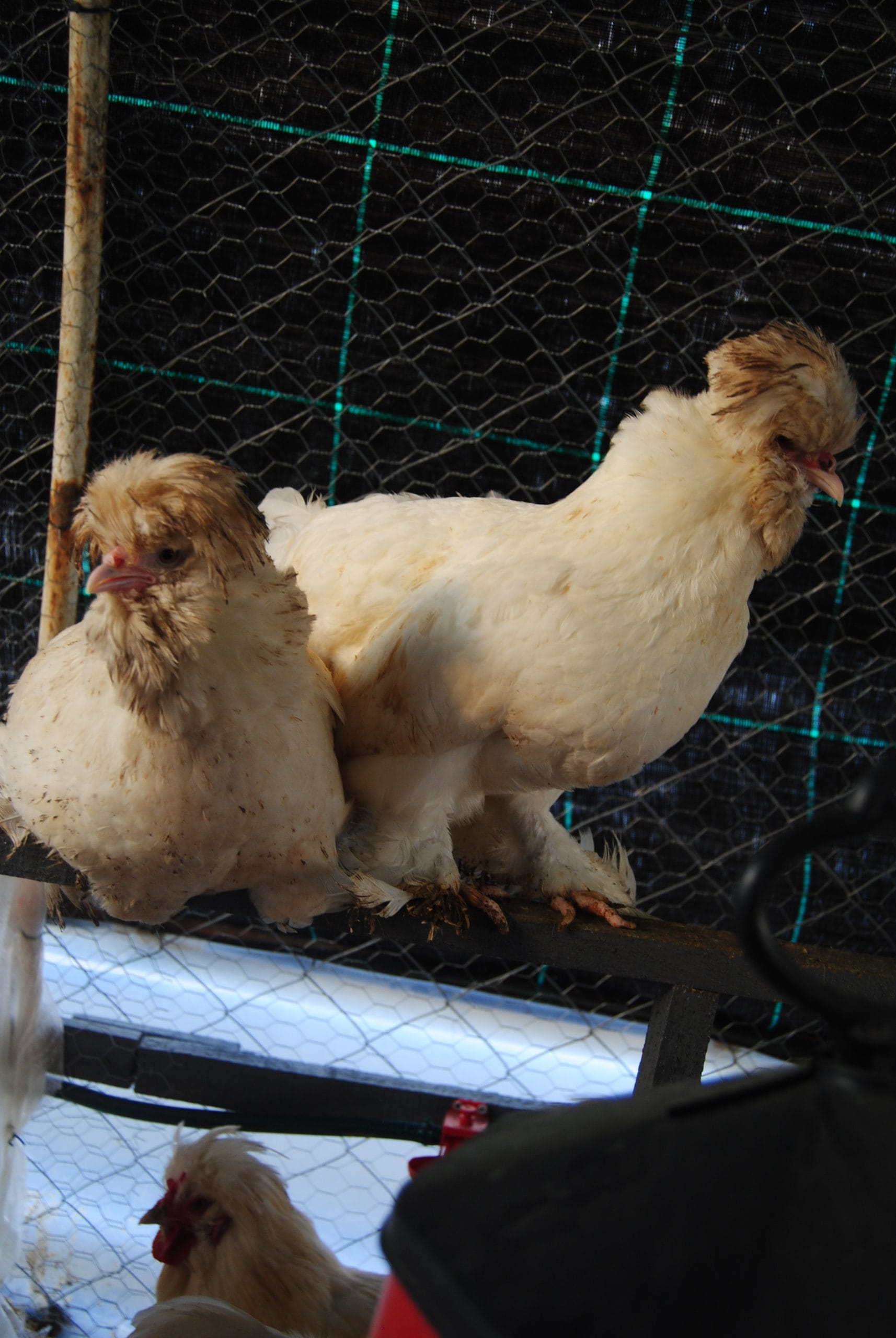 Osmanlı Sultan Kuluçkalık Yumurta