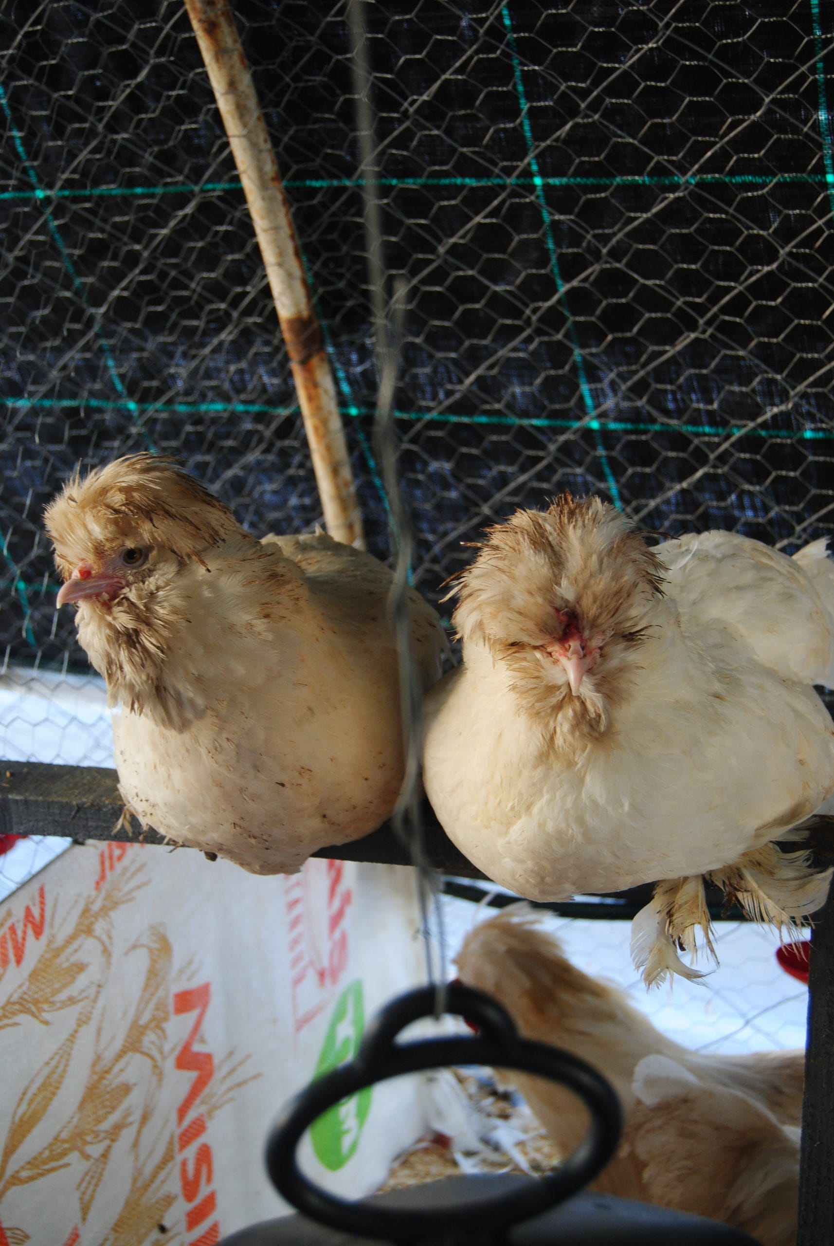 Osmanlı Sultan Kuluçkalık Yumurta