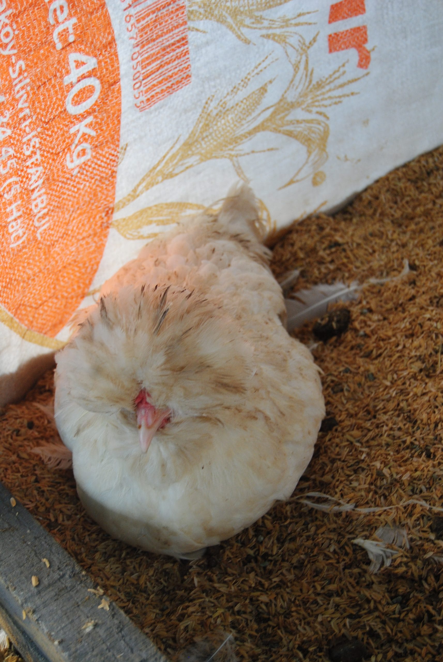 Osmanlı Sultan Kuluçkalık Yumurta