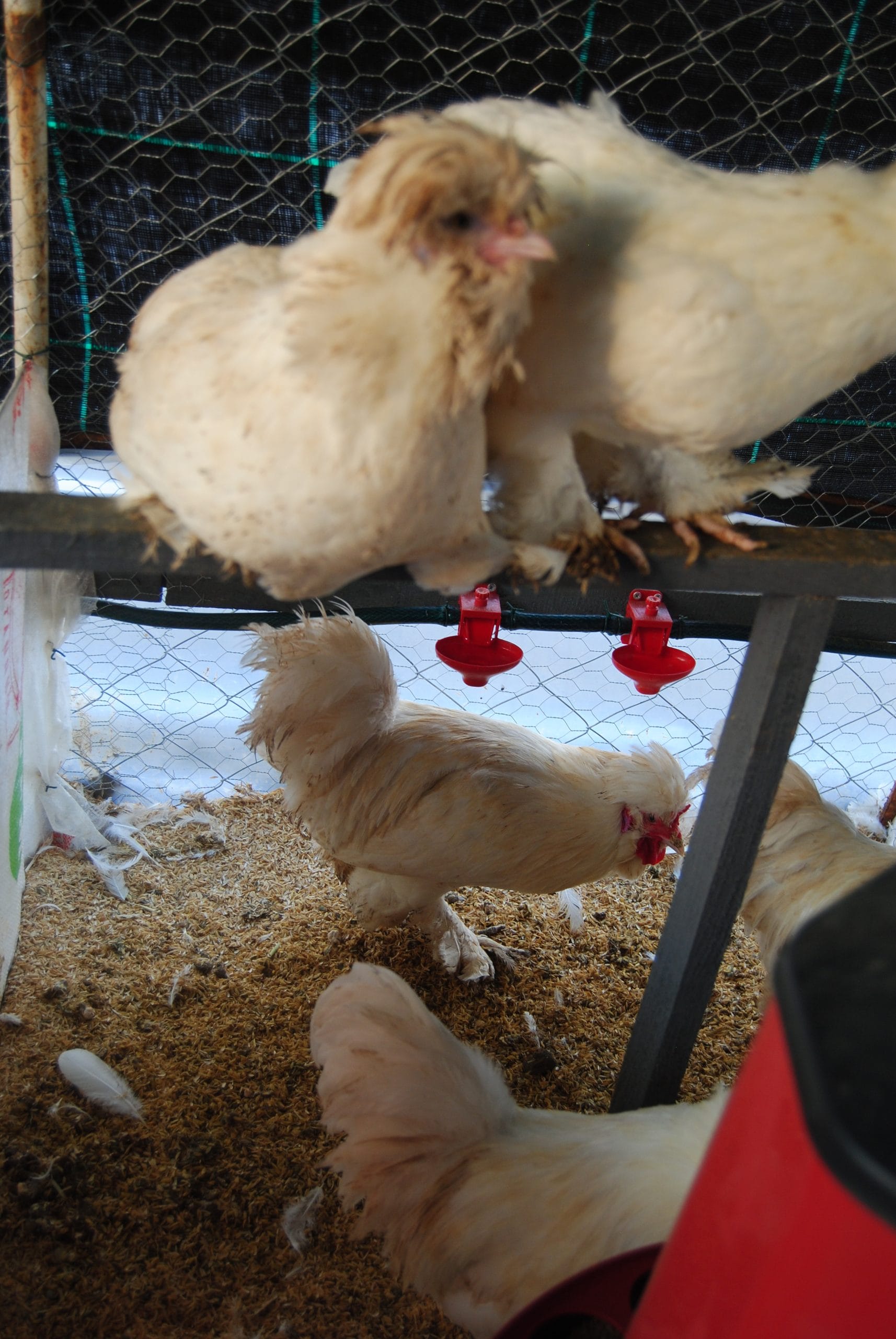 Osmanlı Sultan Kuluçkalık Yumurta