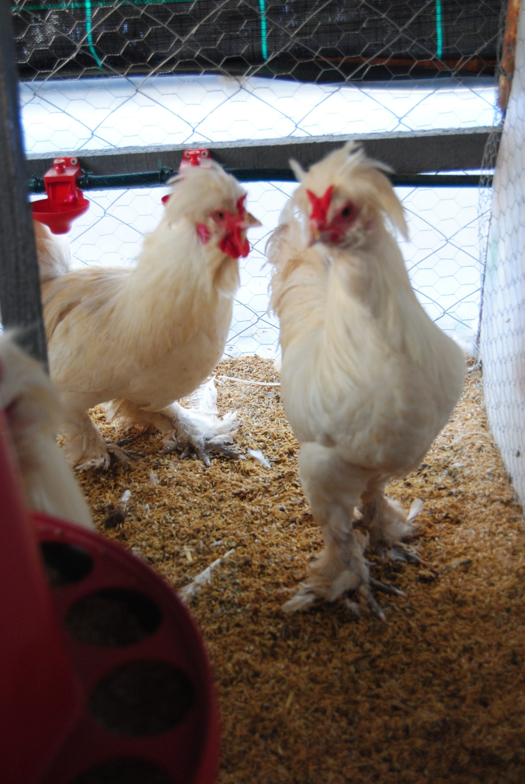 Osmanlı Sultan Kuluçkalık Yumurta