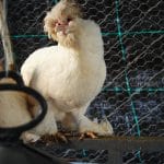 Osmanlı Sultan Kuluçkalık Yumurta