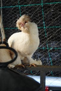 Osmanlı Sultan Kuluçkalık Yumurta