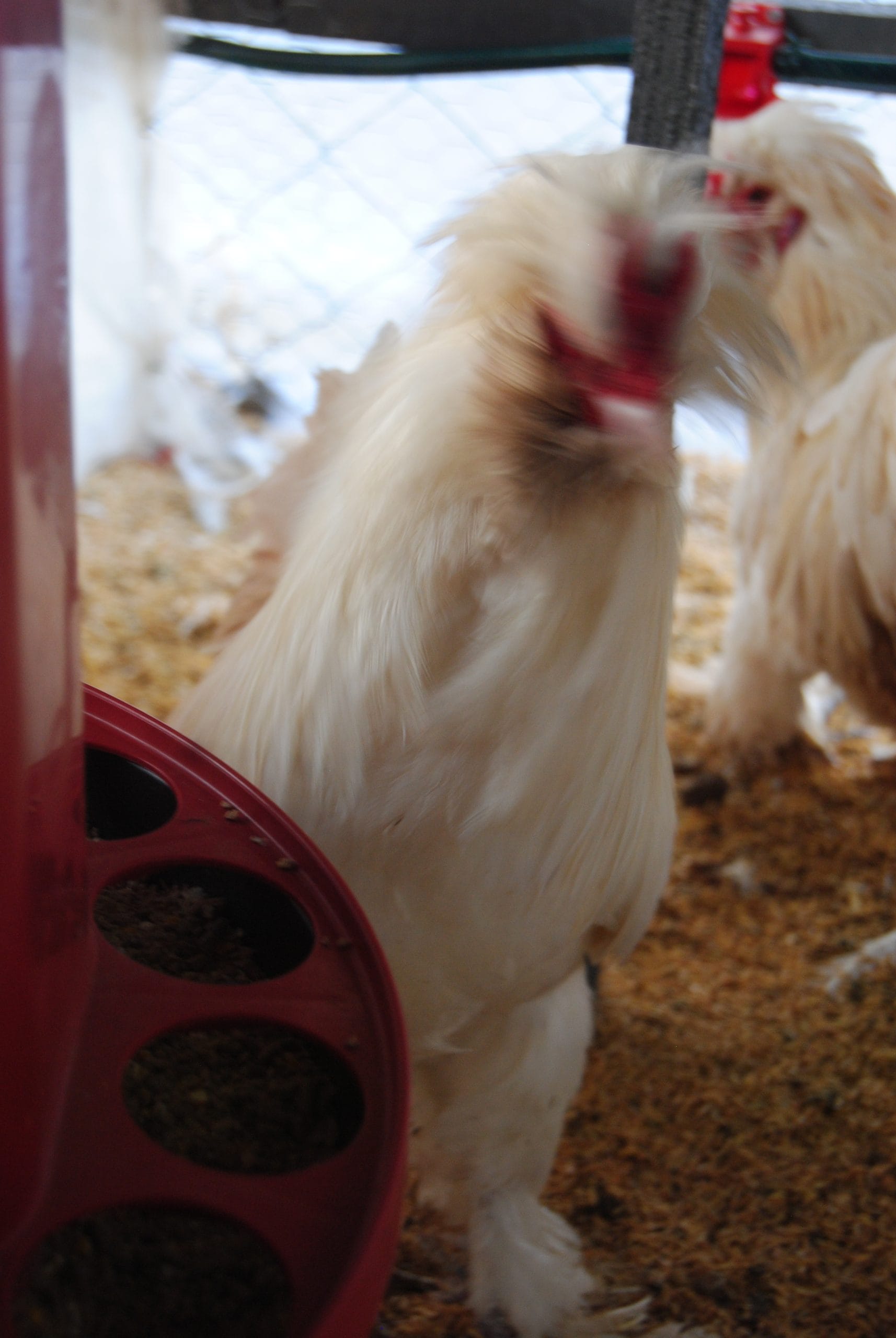 Osmanlı Sultan Kuluçkalık Yumurta