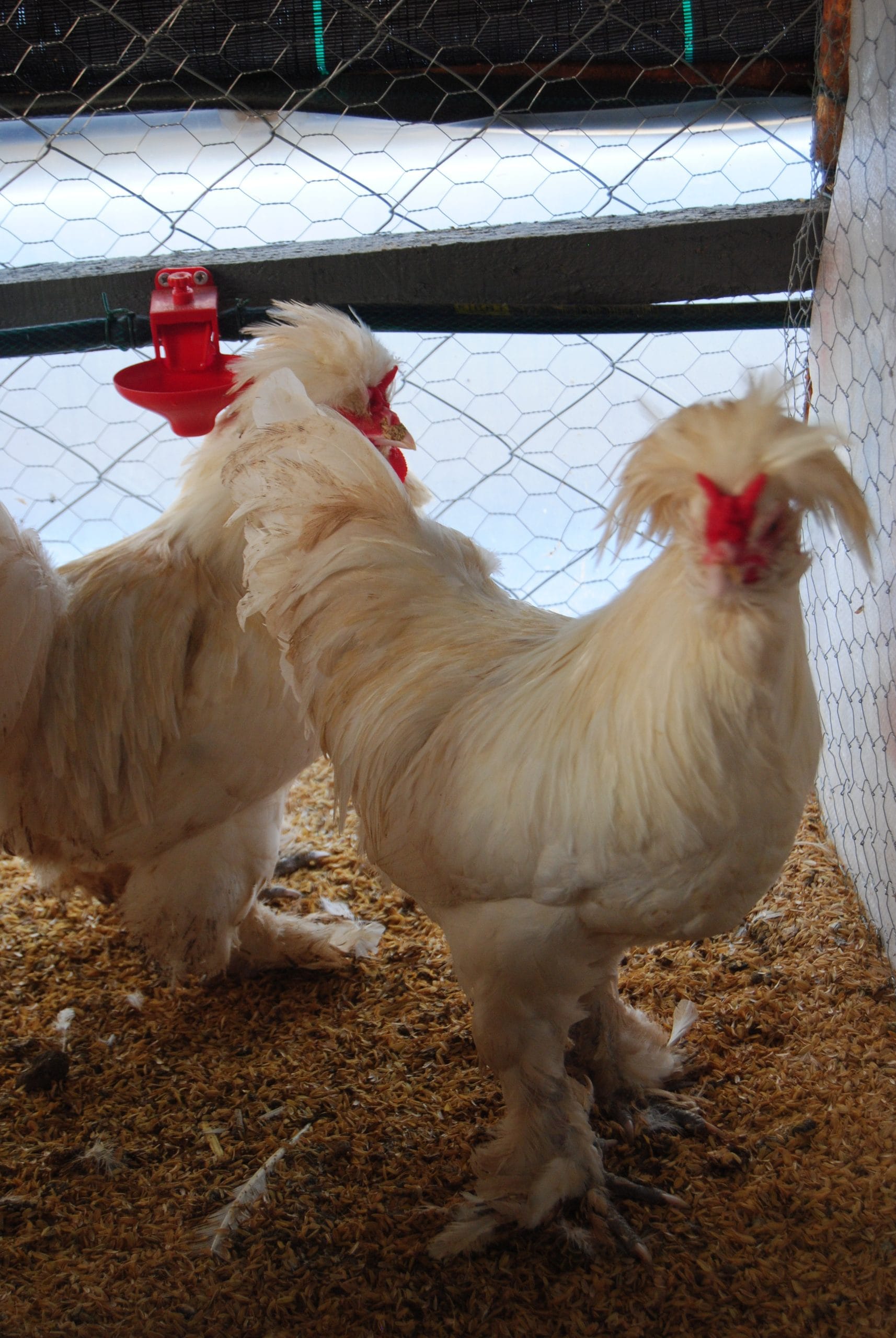 Osmanlı Sultan Kuluçkalık Yumurta