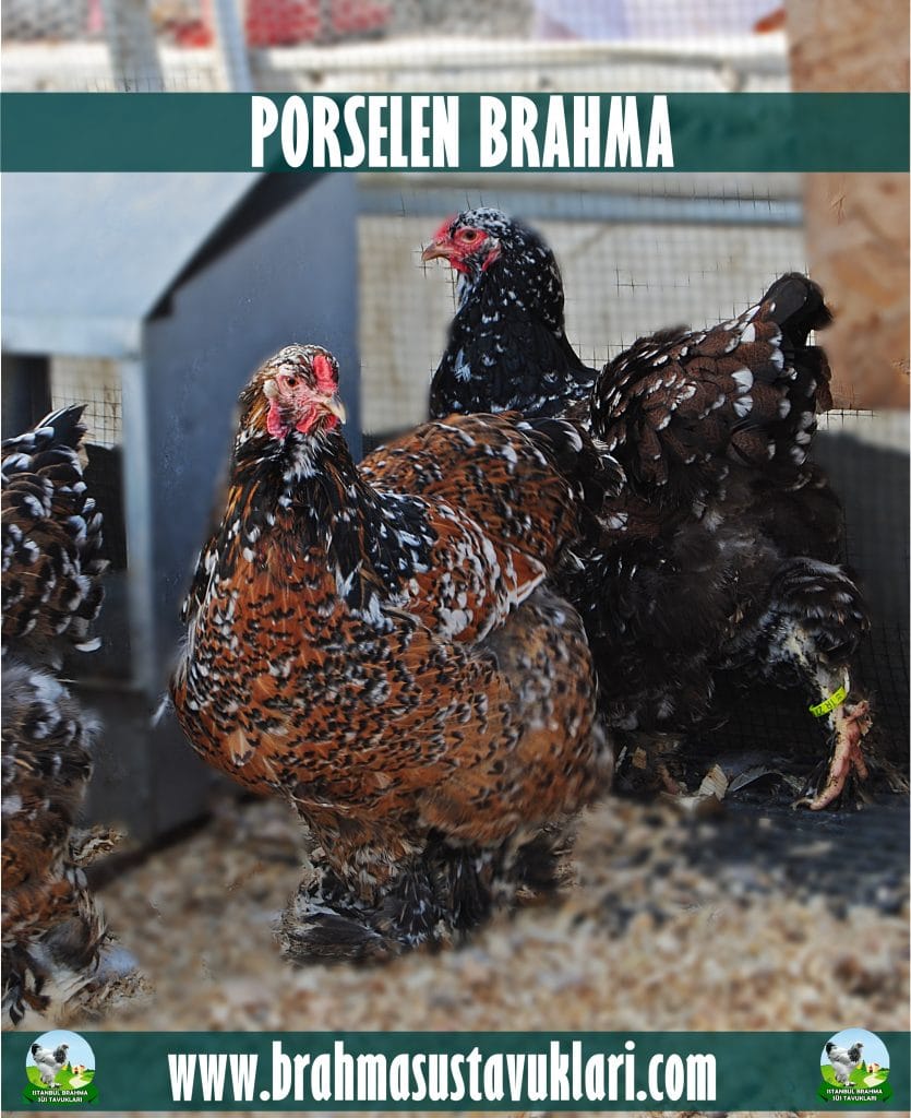 Porselen Brahma Kuluçkalık Yumurta