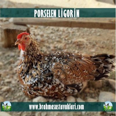 Porselen Ligorin Kuluçkalık Yumurta