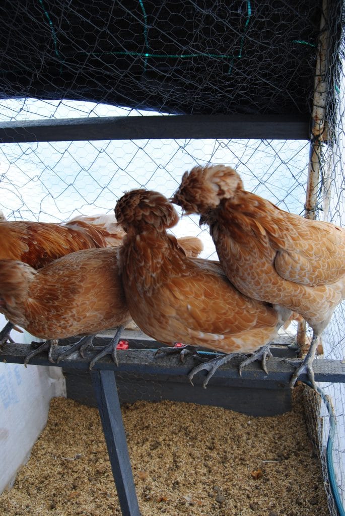 Portakal Fizan Kuluçkalık Yumurta