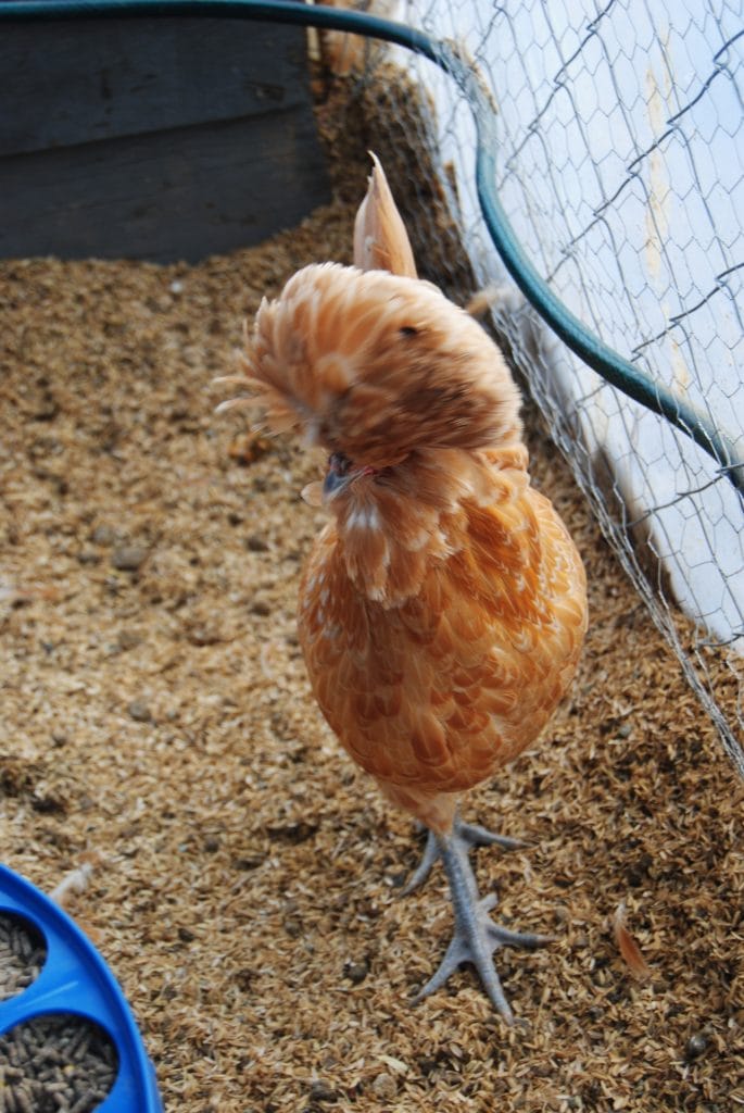 Portakal Fizan Kuluçkalık Yumurta