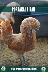 Portakal Fizan Kuluçkalık Yumurta