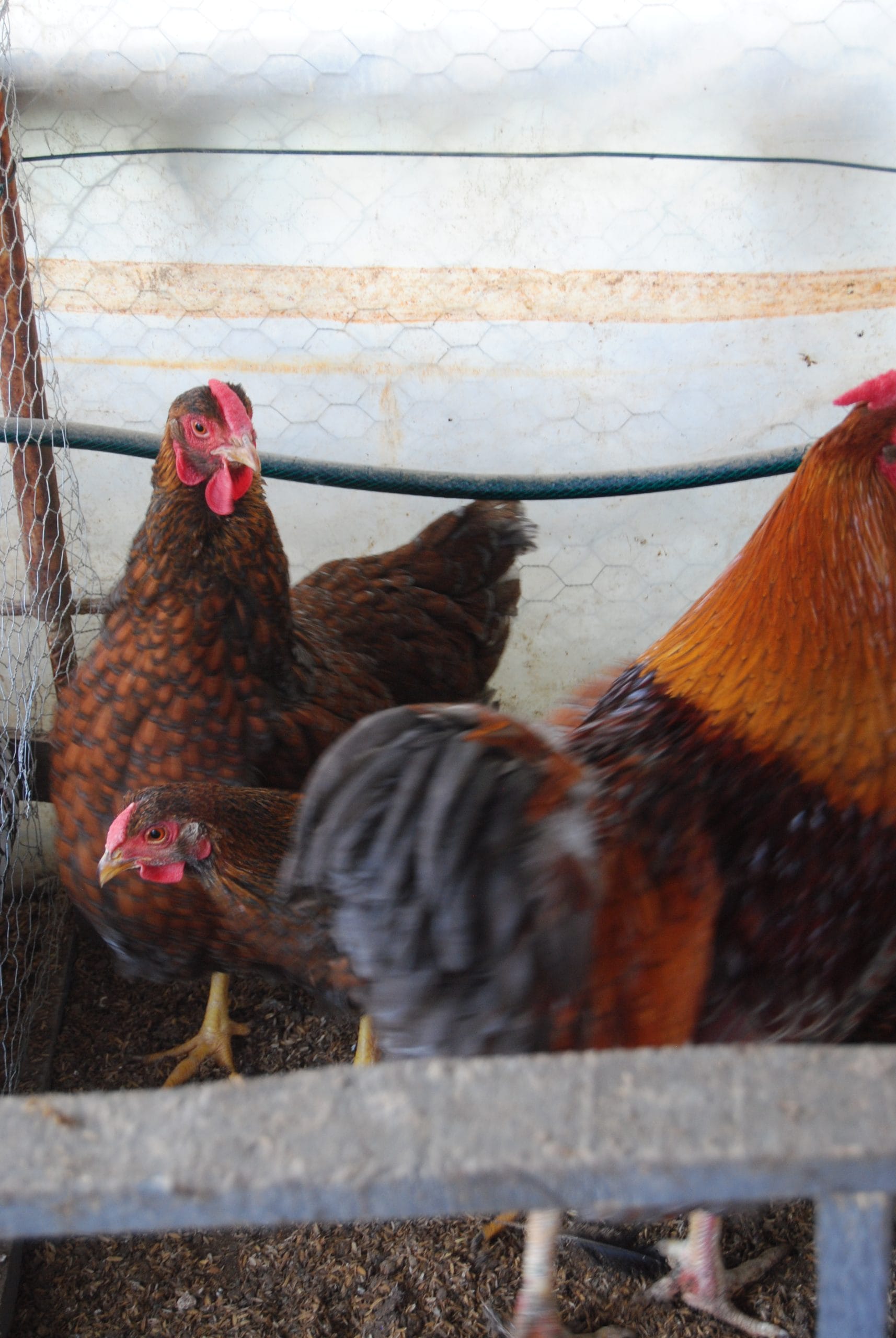 Red Blue Wyandotte Kuluçkalık Yumurta