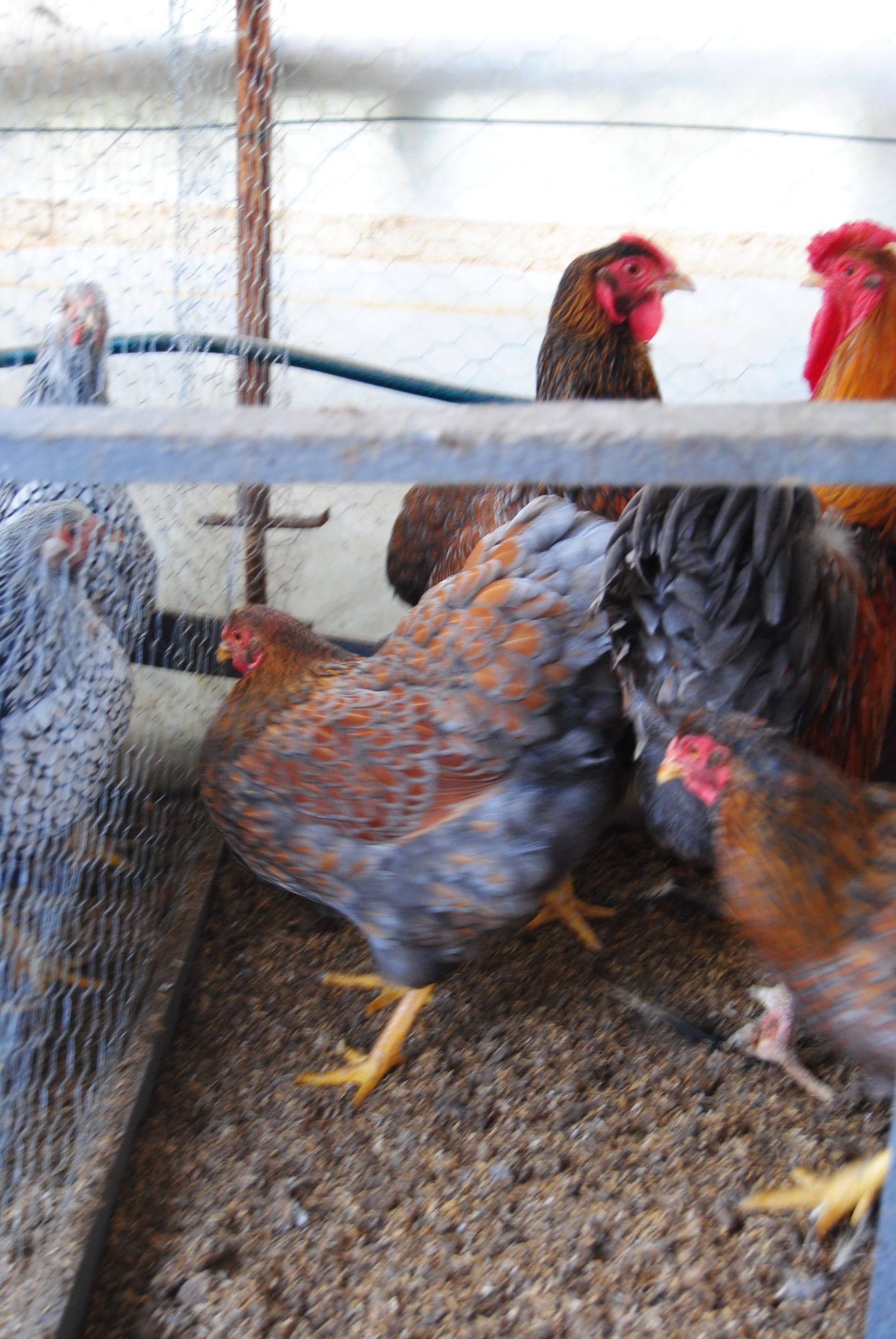 Red Blue Wyandotte Kuluçkalık Yumurta