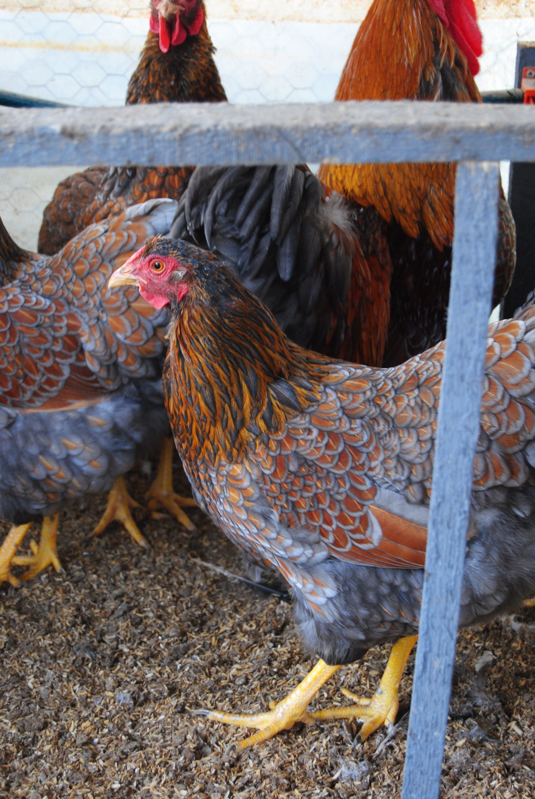 Red Blue Wyandotte Kuluçkalık Yumurta