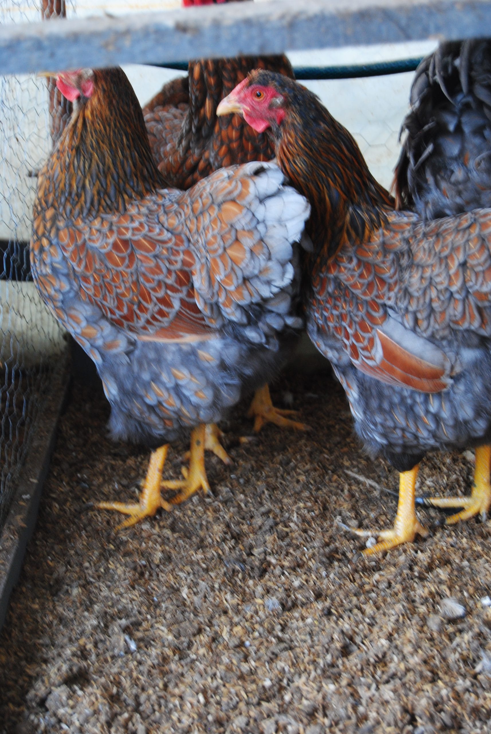 Red Blue Wyandotte Kuluçkalık Yumurta