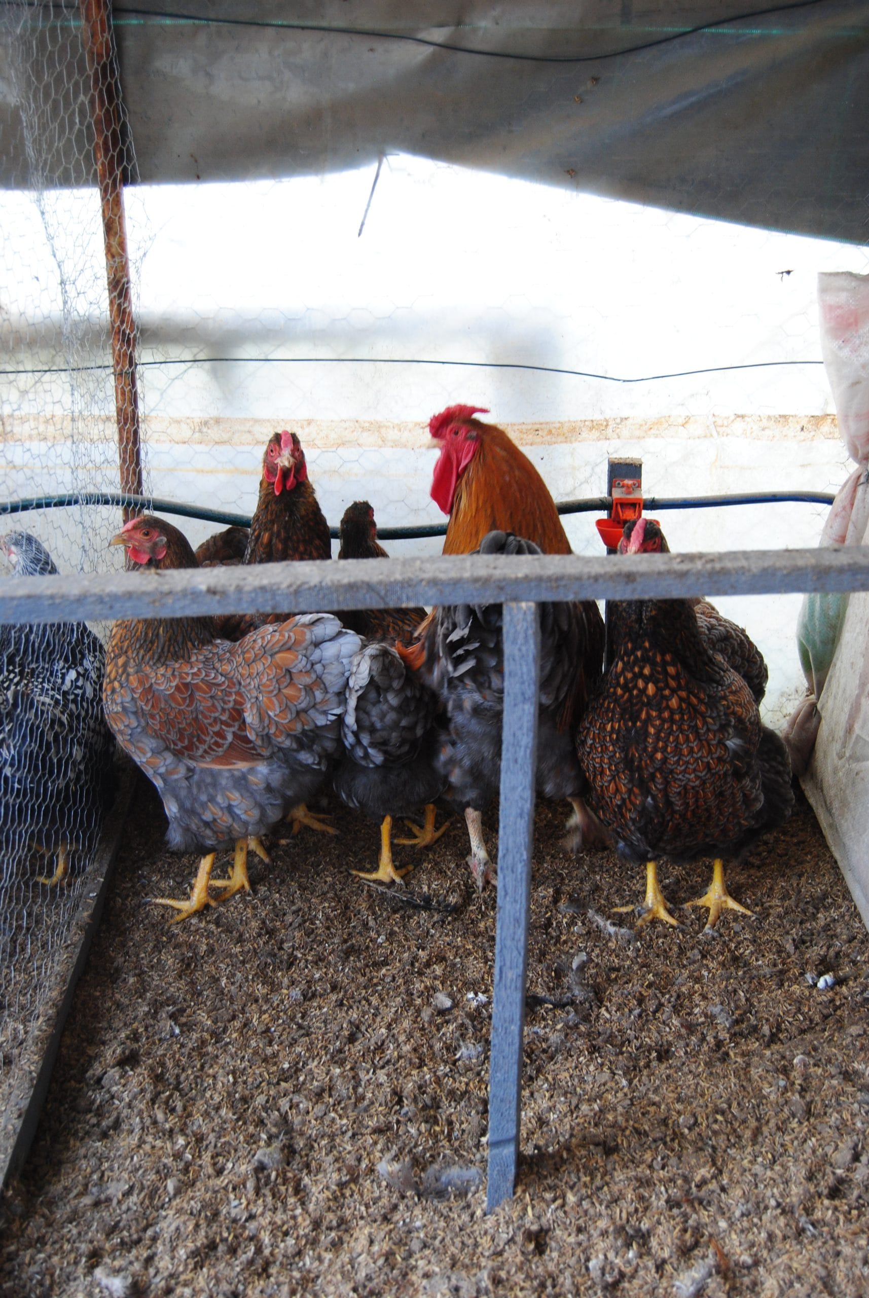 Red Blue Wyandotte Kuluçkalık Yumurta