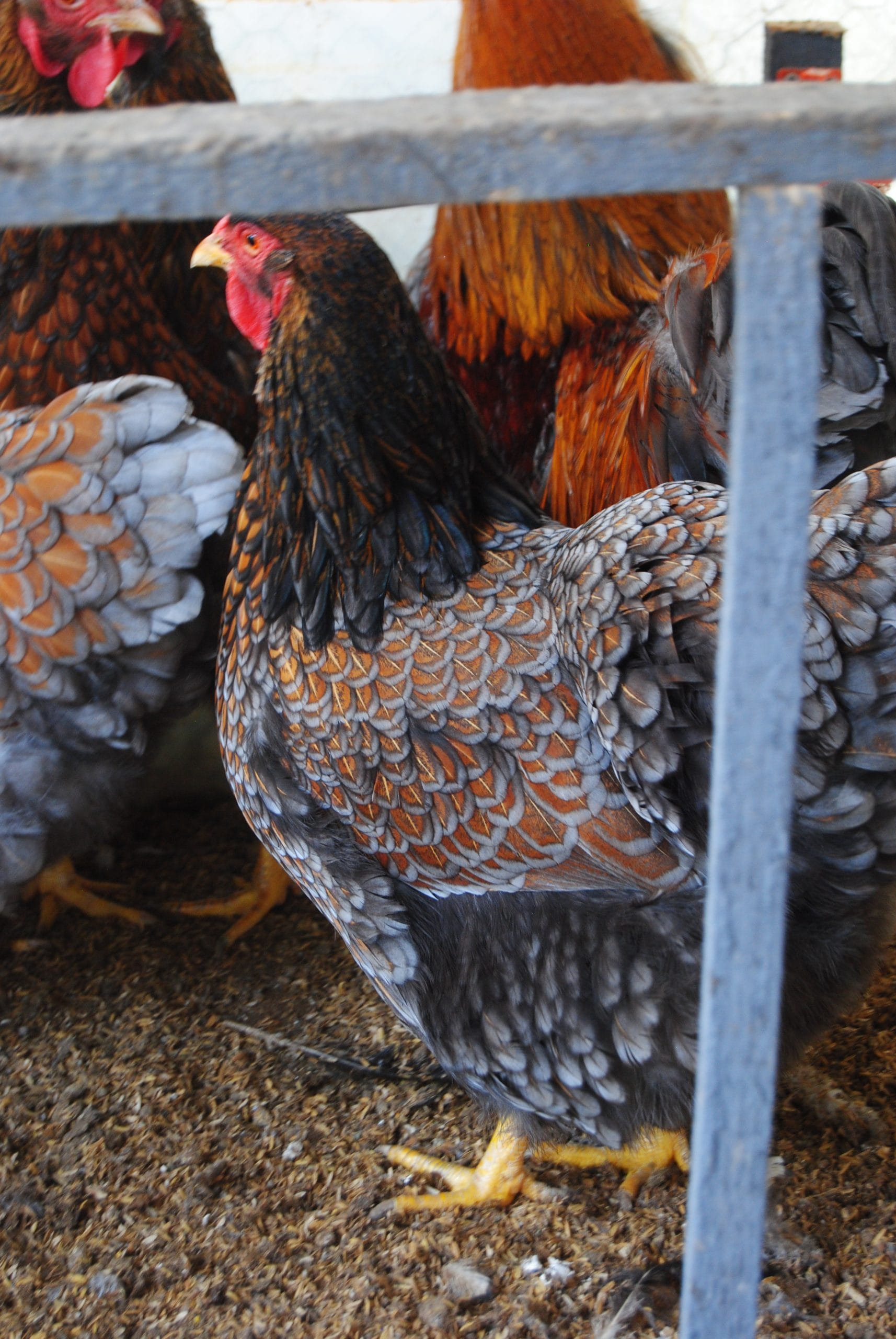 Red Blue Wyandotte Kuluçkalık Yumurta