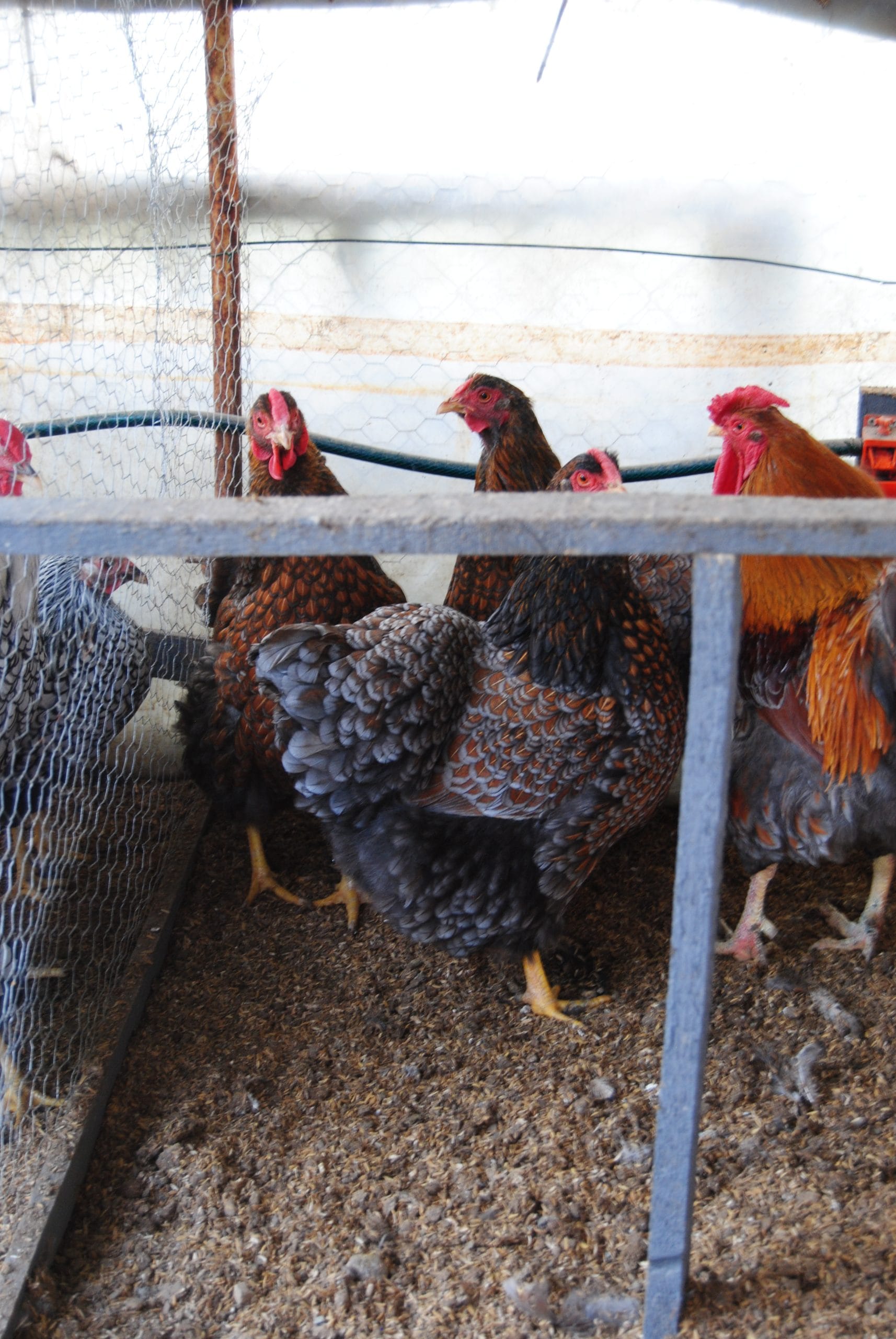 Red Blue Wyandotte Kuluçkalık Yumurta