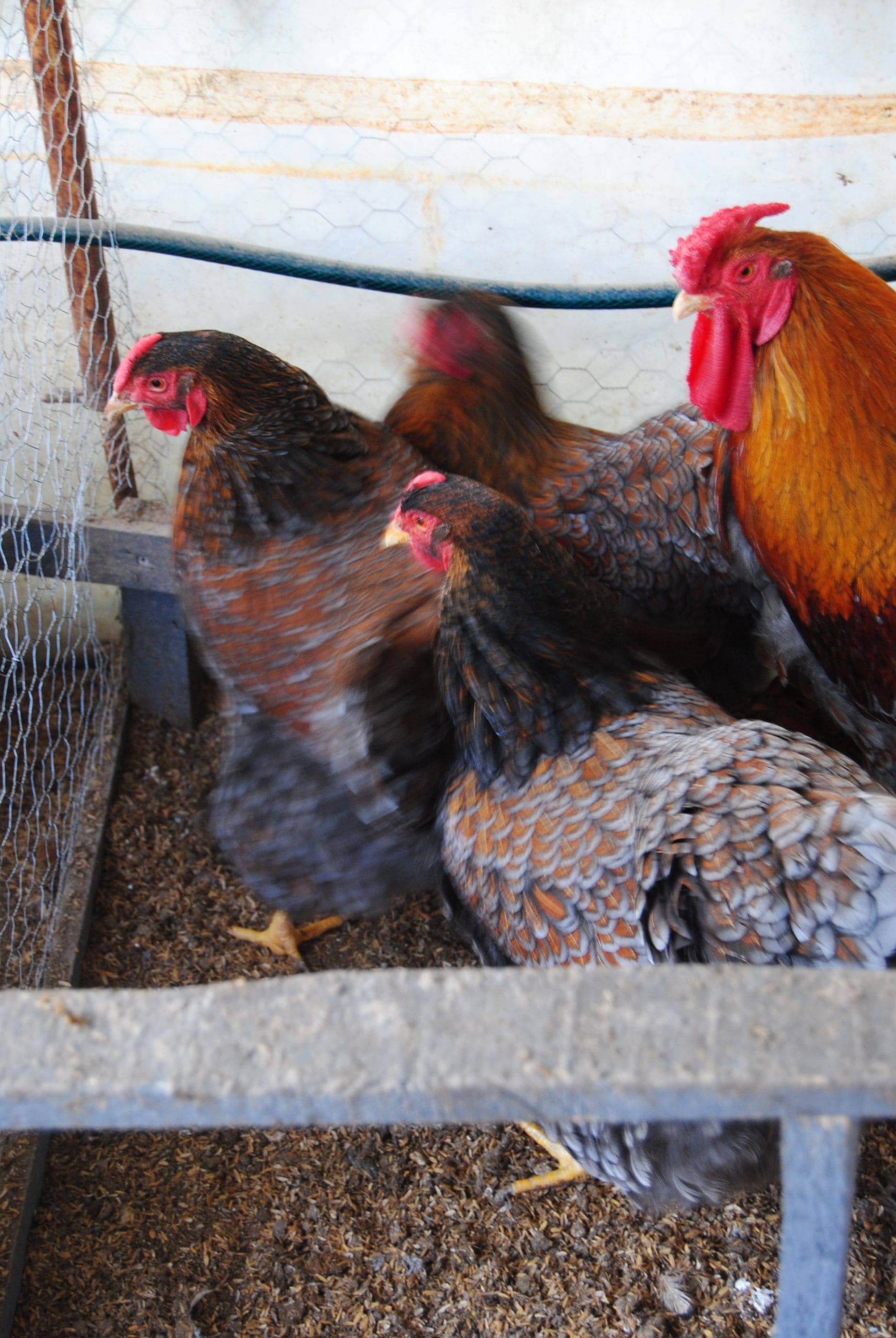 Red Blue Wyandotte Kuluçkalık Yumurta