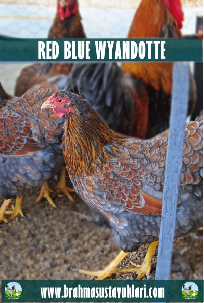 Red Blue Wyandotte Kuluçkalık Yumurta