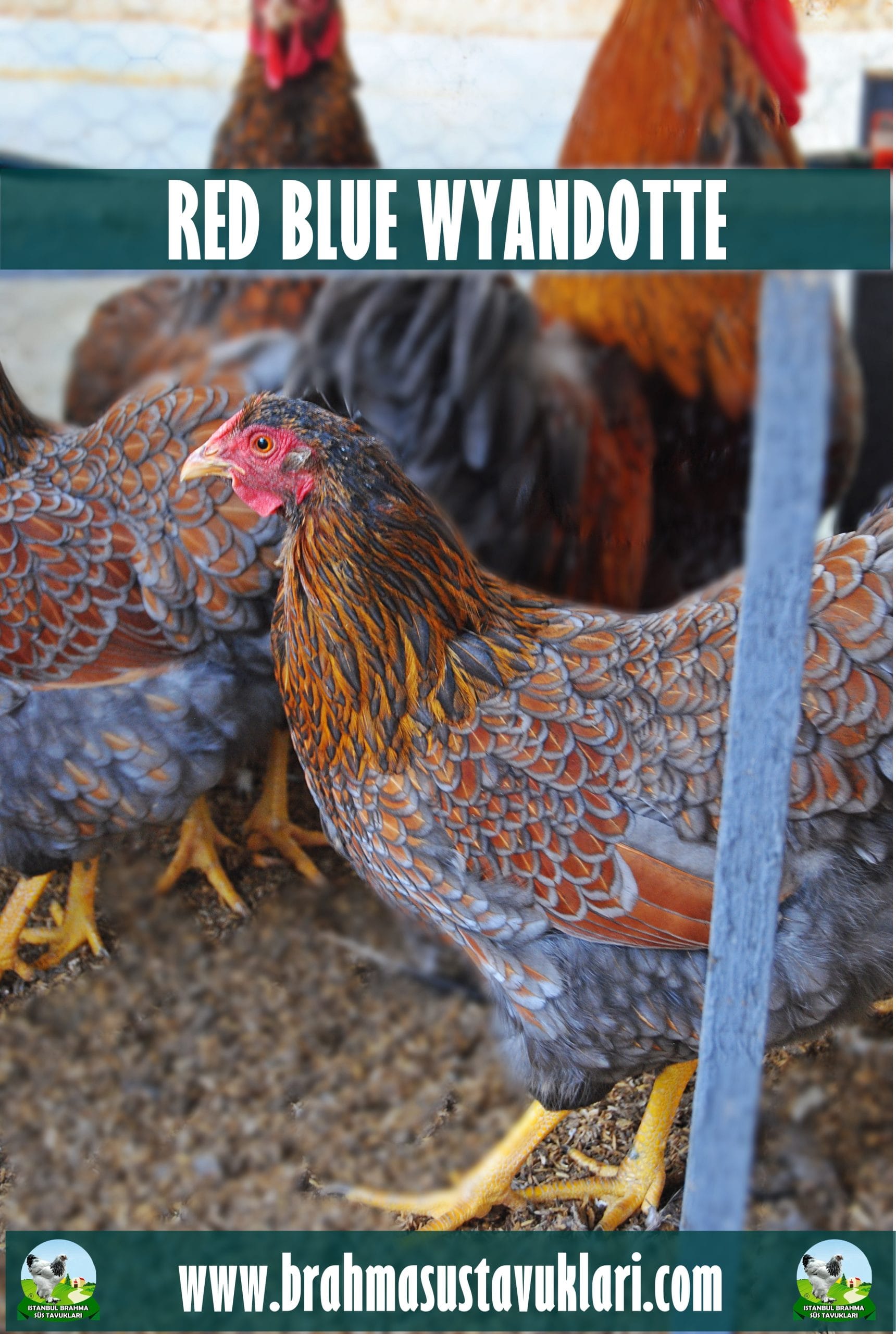 Red Blue Wyandotte Kuluçkalık Yumurta