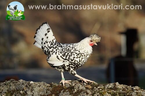 Silver Appenzeller Kuluçkalık Yumurta