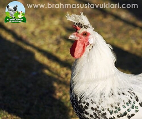 Silver Appenzeller Kuluçkalık Yumurta