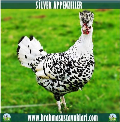 Silver Appenzeller Kuluçkalık Yumurta