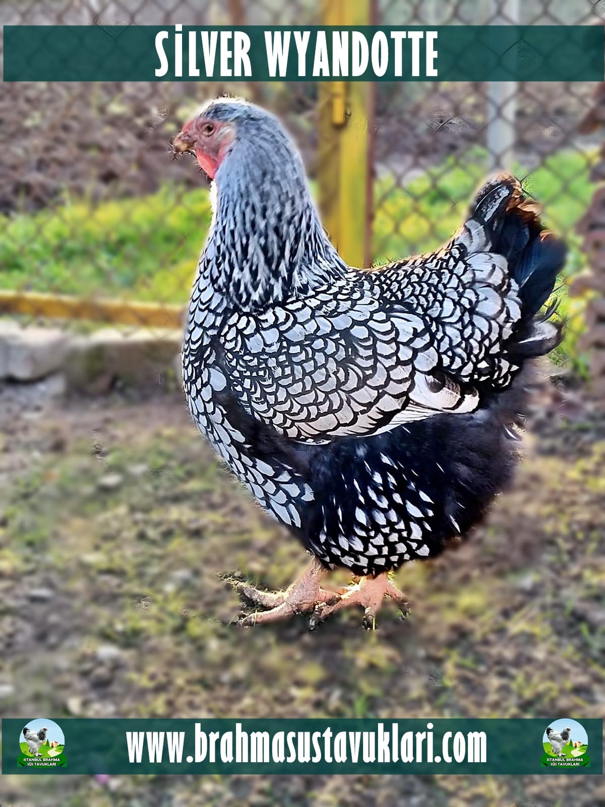 Silver Wyandotte Kuluçkalık Yumurta