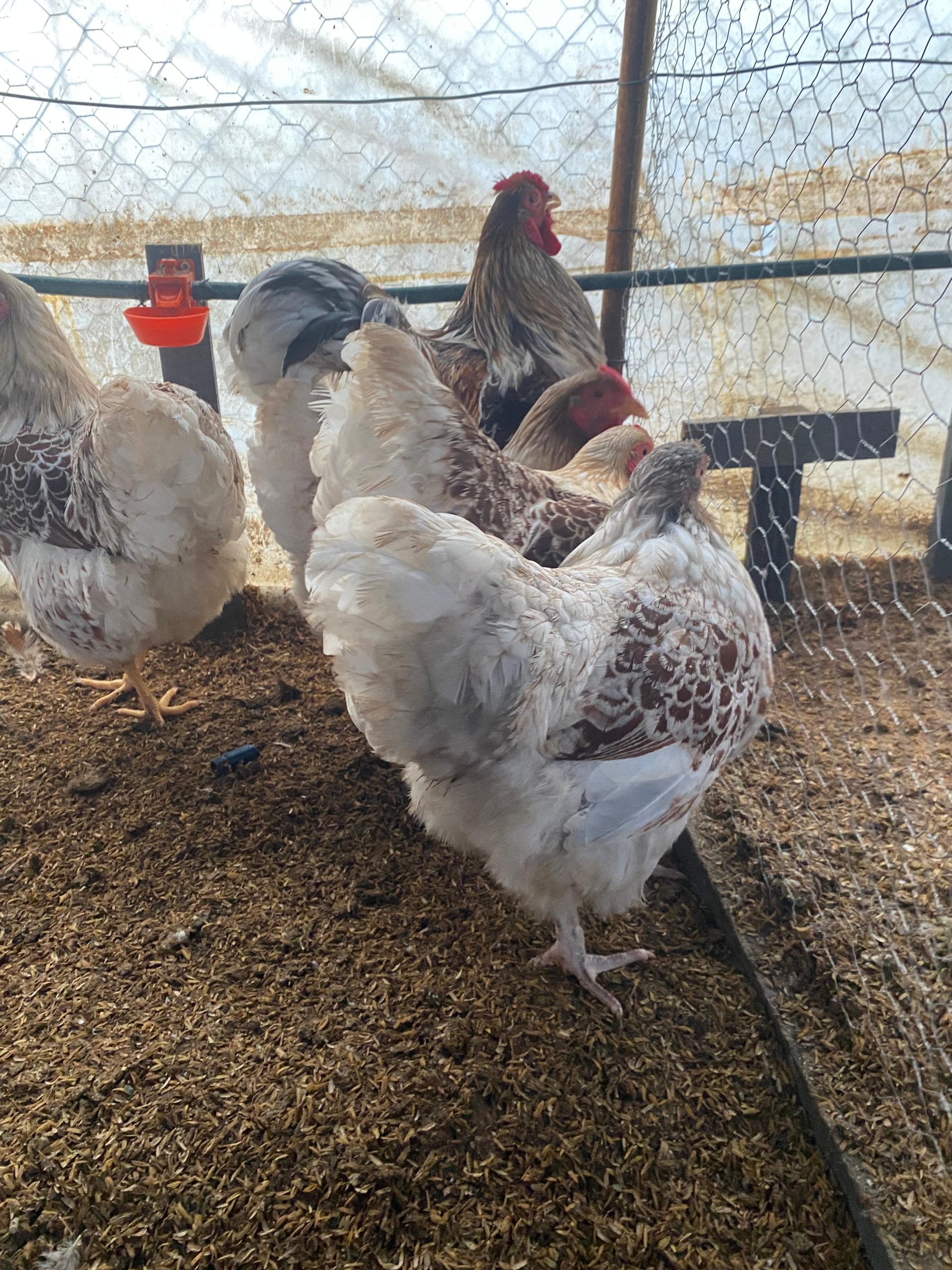 Splash Wyandotte Kuluçkalık Yumurta