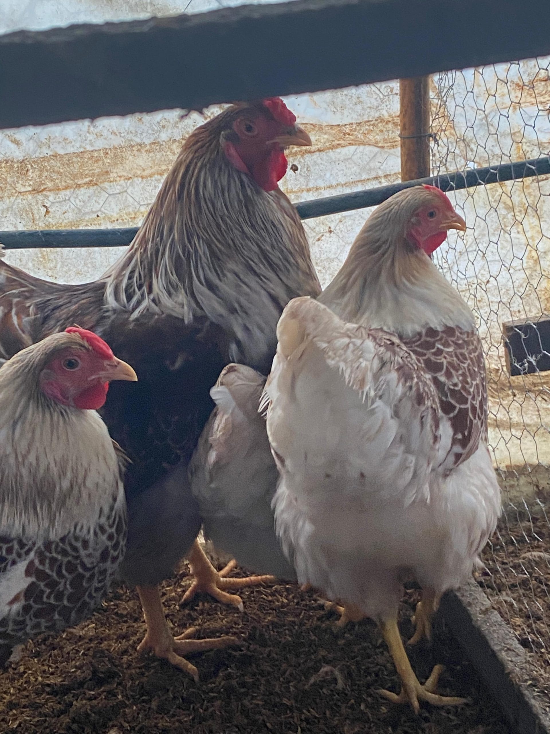 Splash Wyandotte Kuluçkalık Yumurta