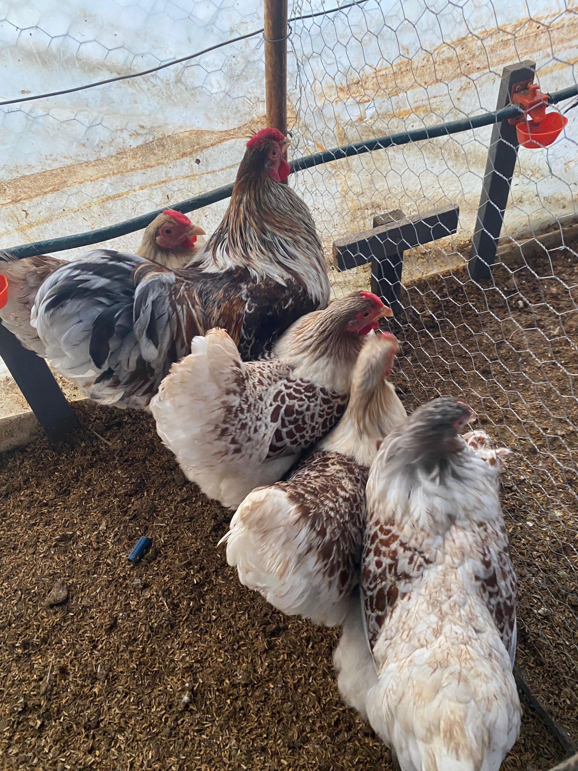 Splash Wyandotte Kuluçkalık Yumurta