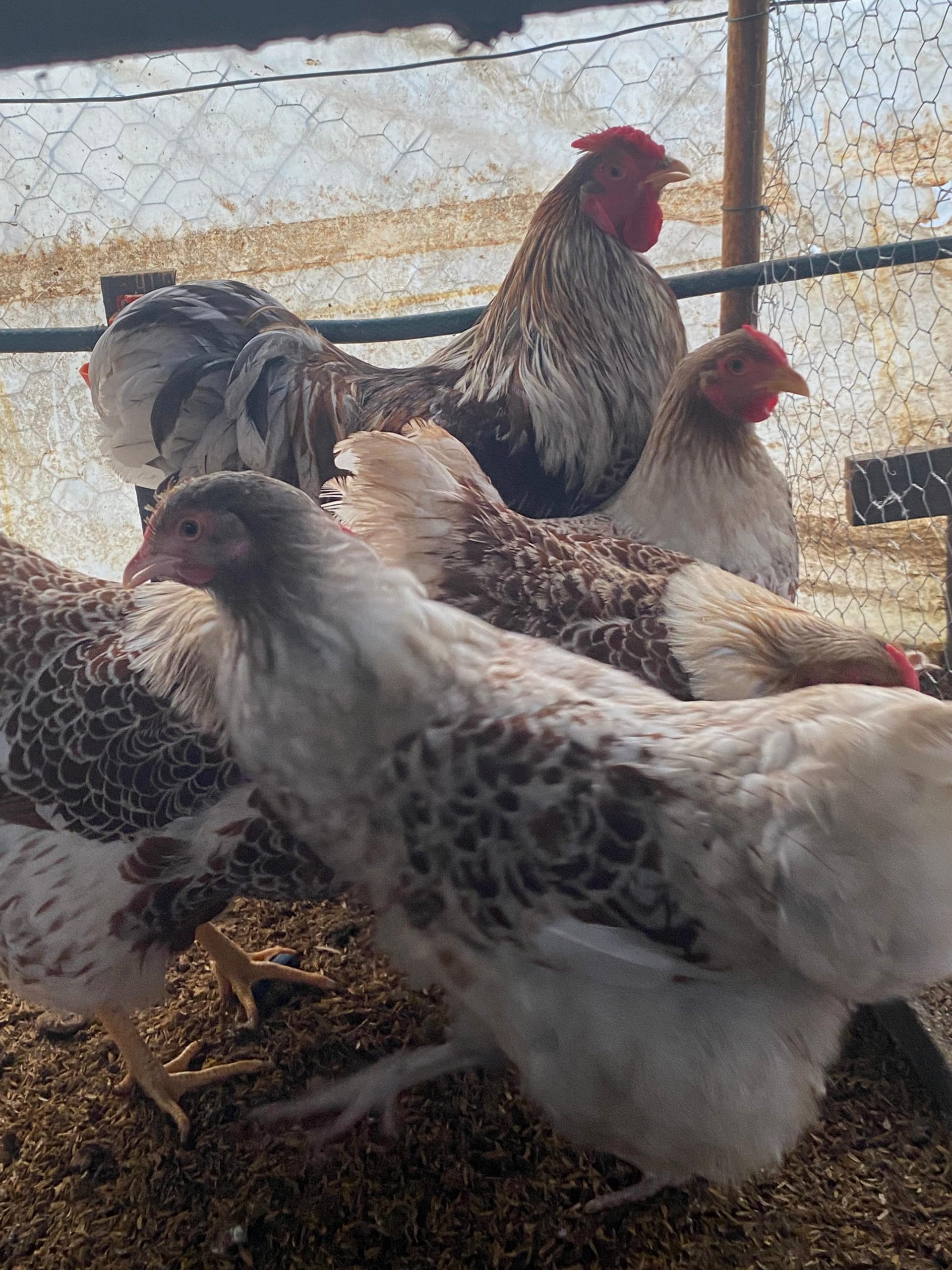 Splash Wyandotte Kuluçkalık Yumurta