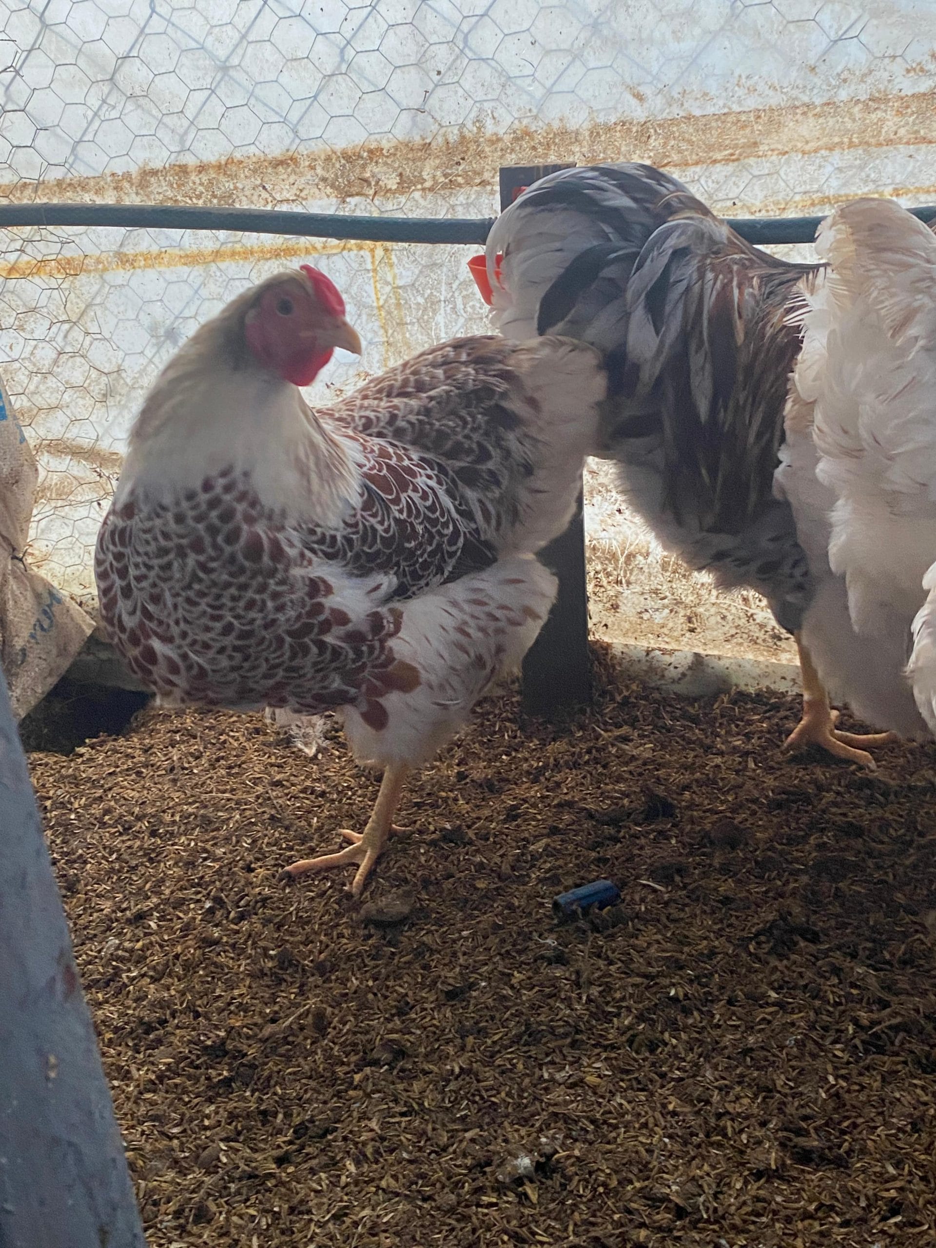 Splash Wyandotte Kuluçkalık Yumurta